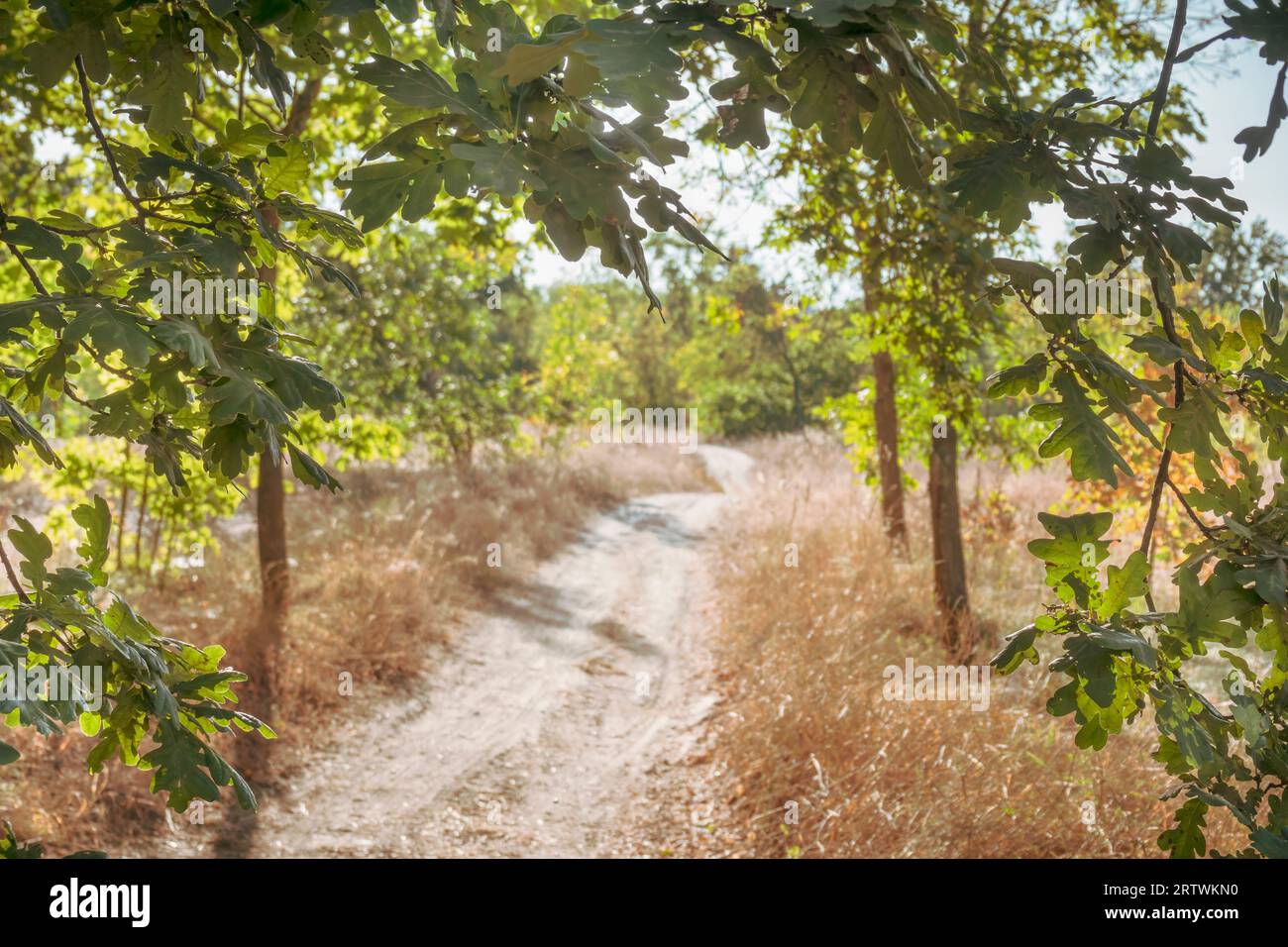 Route de terre de campagne ensoleillée sinueuse dans le champ dans des couleurs rétro chaudes. Banque D'Images