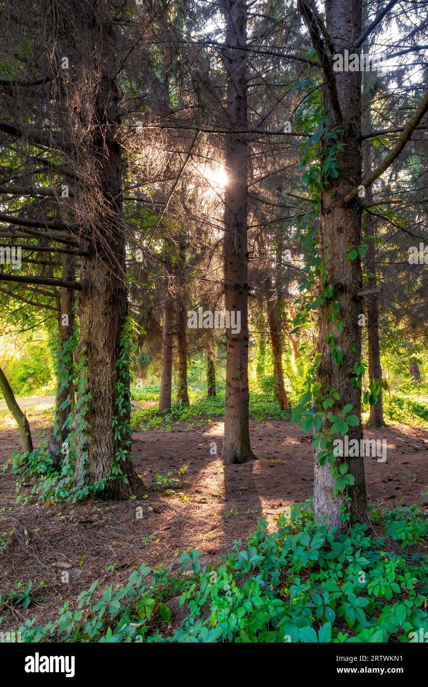 Forêt ensoleillée pittoresque. De grands épinettes avec des tiges de raisin sauvage sur les troncs d'arbre. Photo verticale Banque D'Images