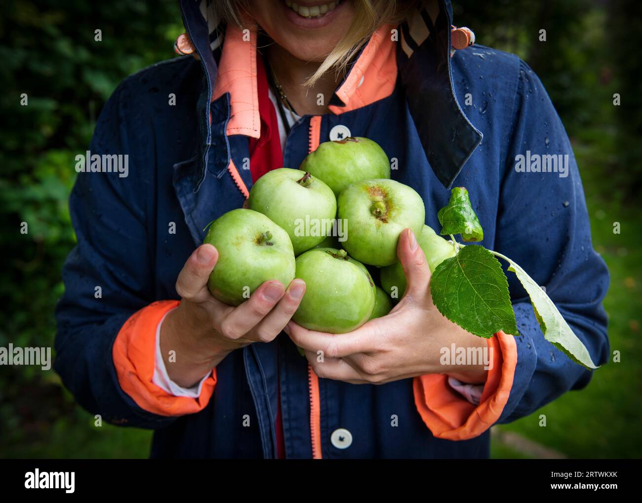 La cueilleuse de pommes tient un paquet de pommes fraîchement cueillies dans ses mains Banque D'Images