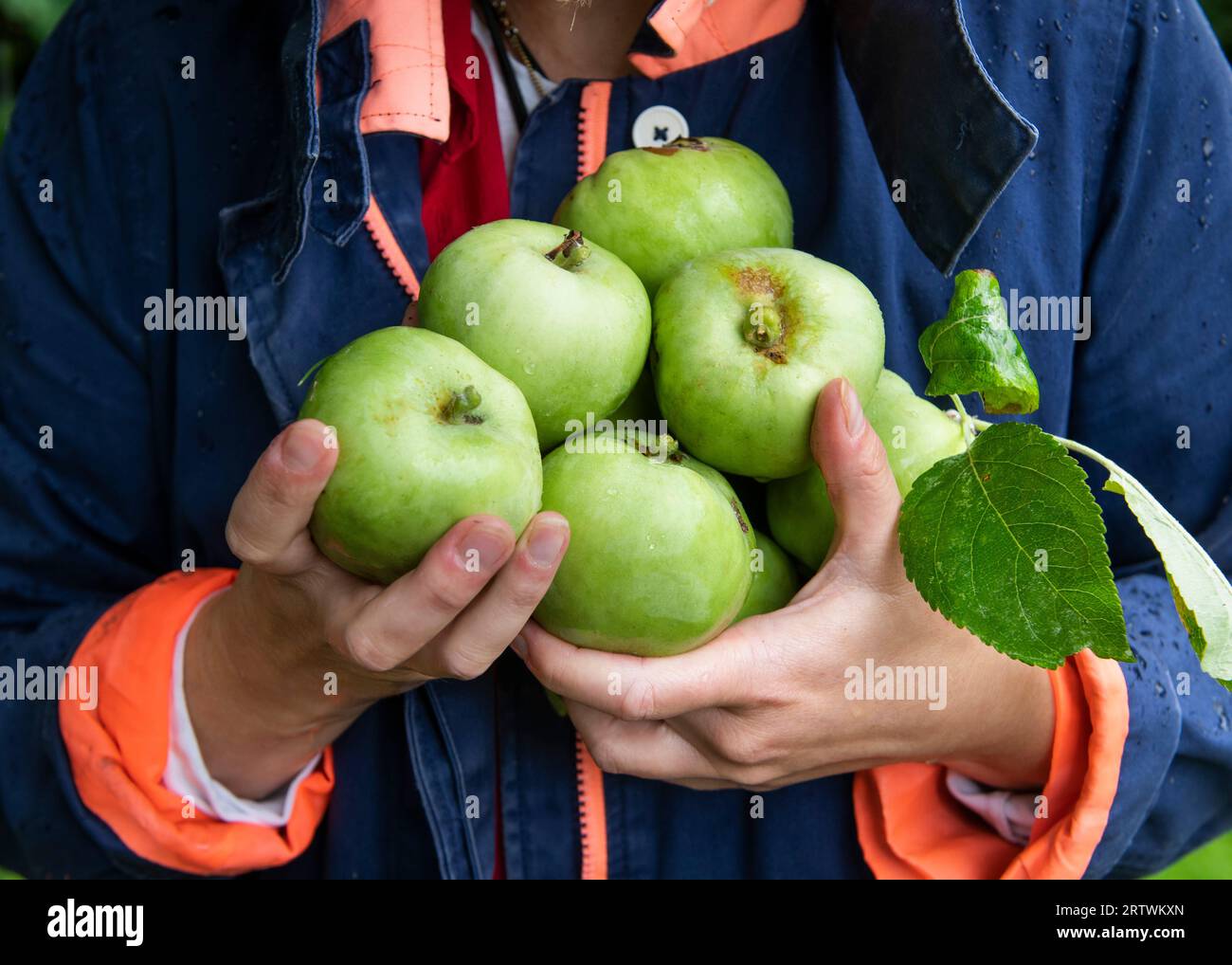 La cueilleuse de pommes tient un paquet de pommes fraîchement cueillies dans ses mains Banque D'Images