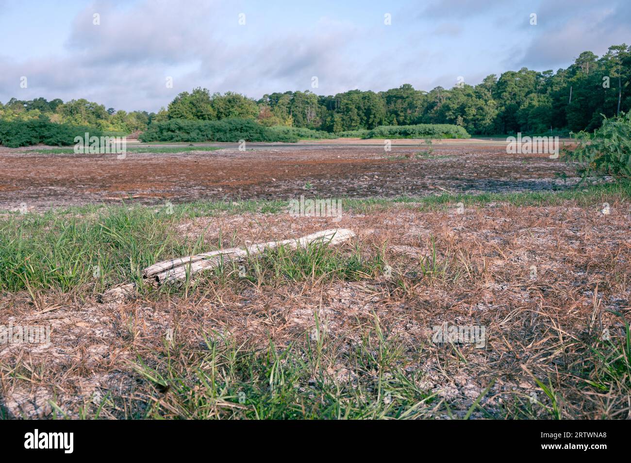 Après une grave sécheresse, les herbes poussent dans ce qui était un grand étang dans les Woodlands, au Texas. Banque D'Images