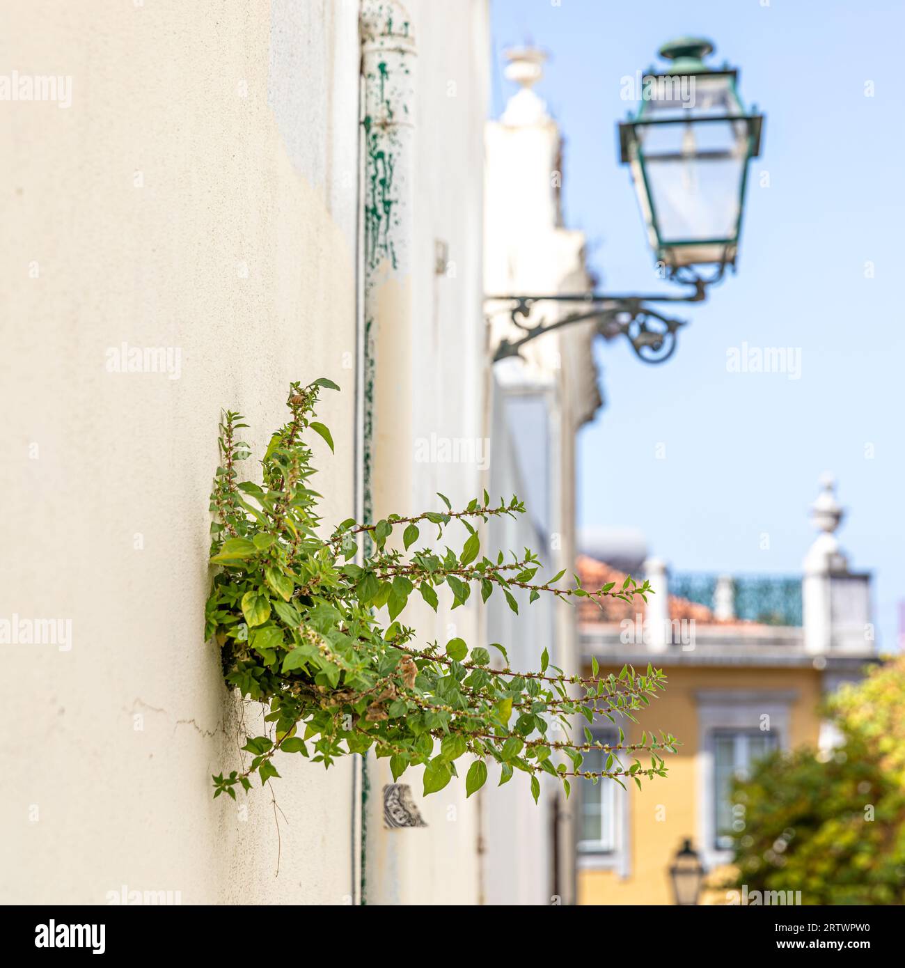 Une plante pousse d'une fissure dans une façade d'un bâtiment historique dans un beau quartier, Lisbonne, Portugal Banque D'Images