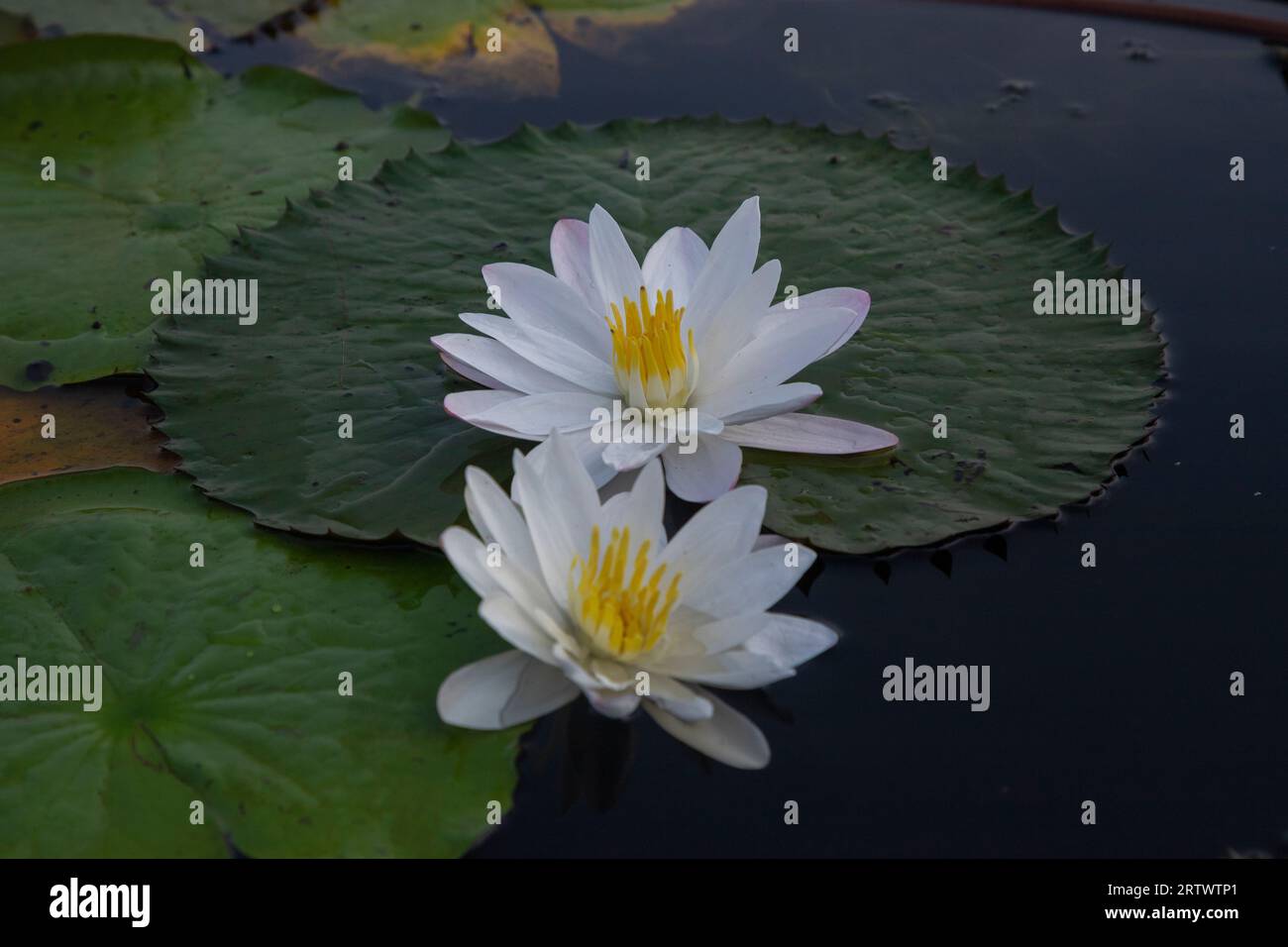 Lys blanc fleuri (Nymphaeaceae, nénuphars, lilly), la fleur nationale du Bangladesh. Photo prise de `Shatla beel' à Ujirpur de Bar Banque D'Images