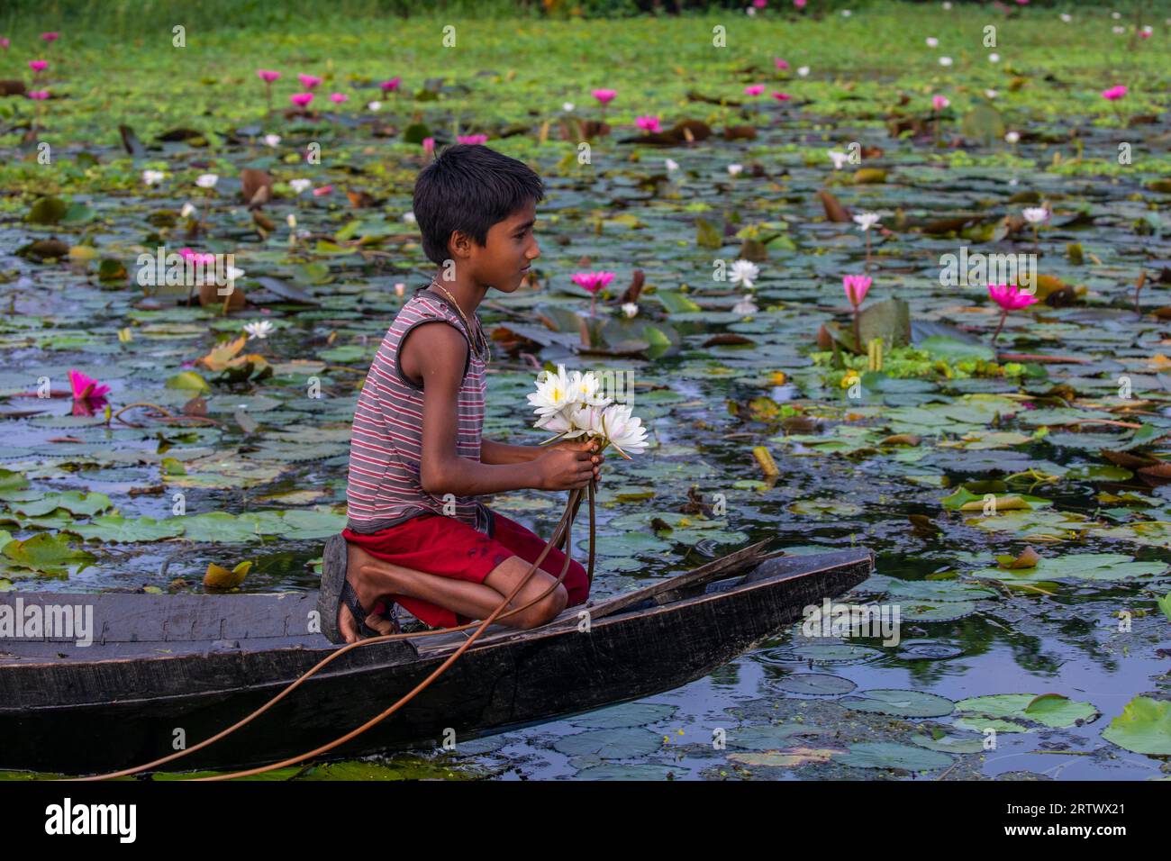 Un enfant rural bangladais récolte des nénuphars dans un grand plan d'eau nommé 'Shatla beel' à Ujirpur dans le Barisal. Bangladesh. Banque D'Images