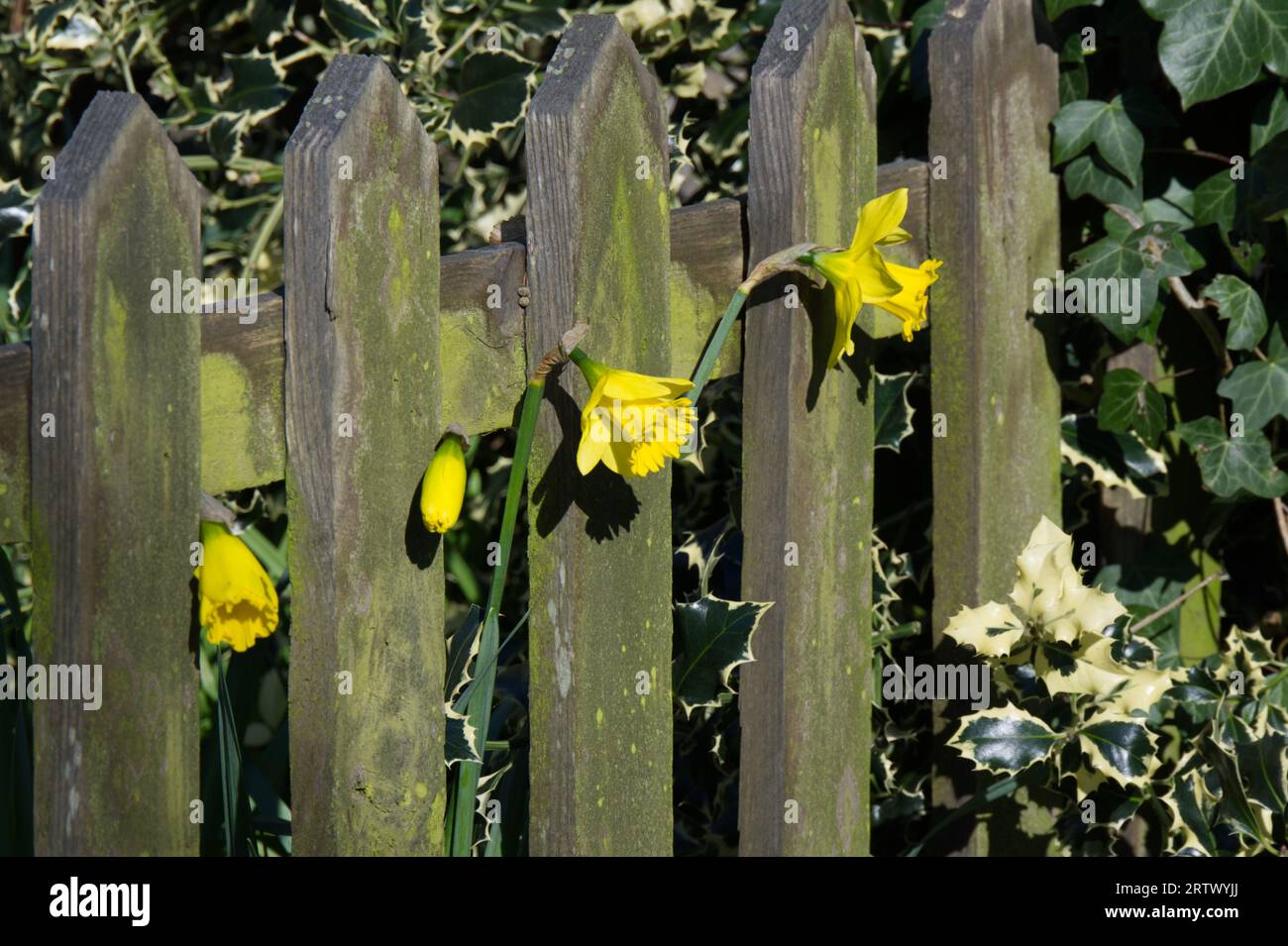 Jonquilles printanières qui traversent une clôture de piquet rustique, avec du lierre et du houx varié autour du jardin britannique en février Banque D'Images