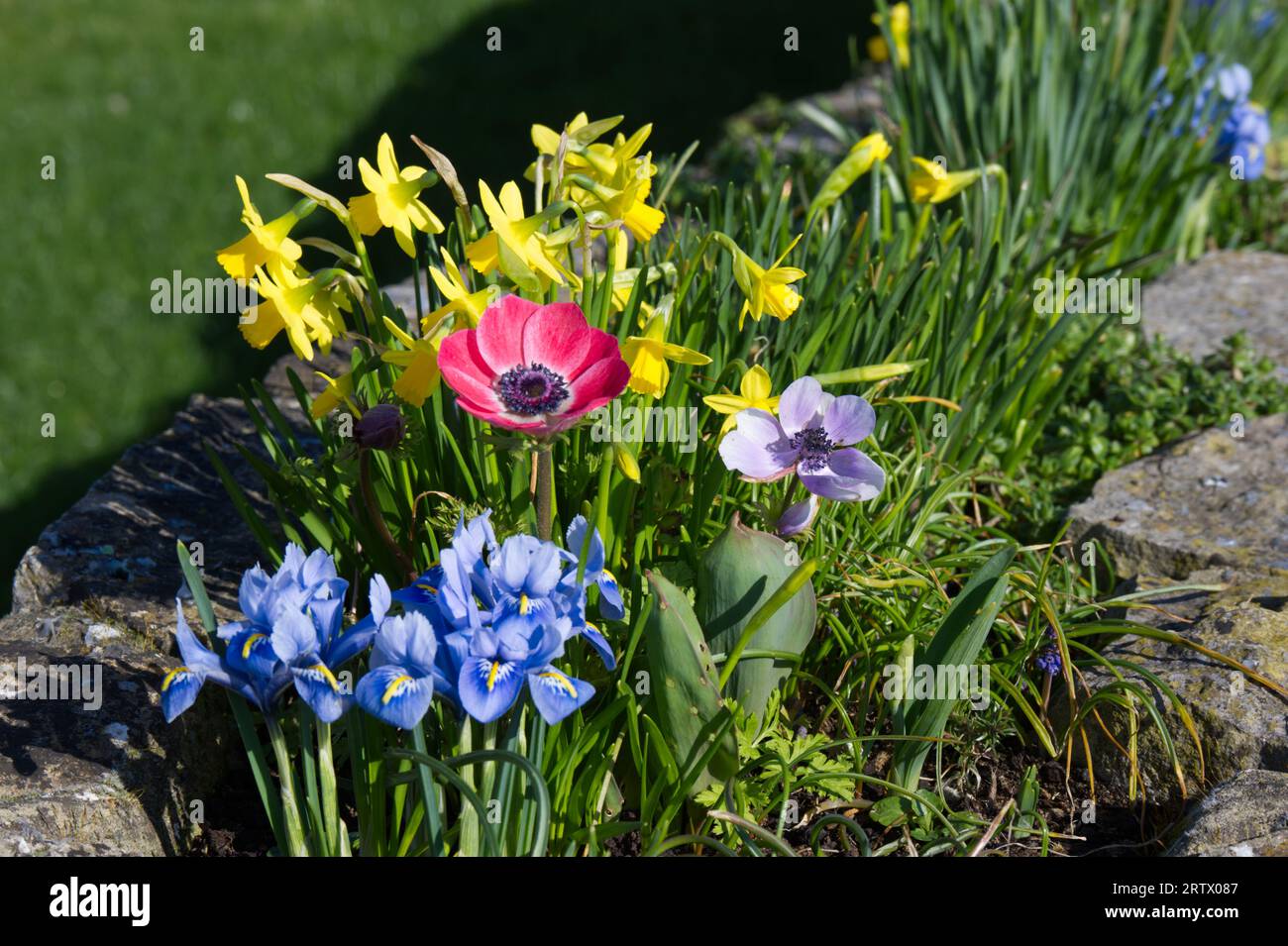 Mélange de fleurs du début du printemps, y compris iris, jonquilles miniatures et anémone dans un lit surélevé UK février Banque D'Images