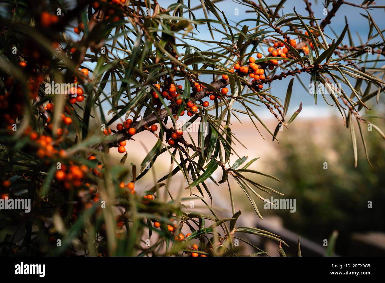Buisson de Buckthorn sur les marches en bois jusqu'à Longsands Beach à Tynemouth, North Tyneside, Angleterre Banque D'Images