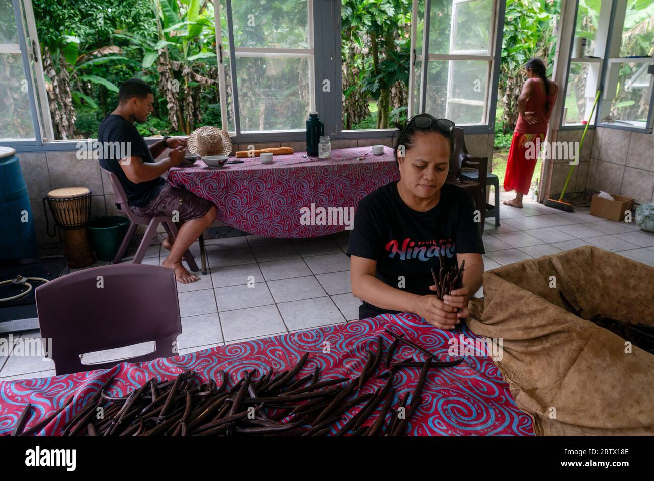 Gousses de vanille, Taha'a, Îles de la Société, Polynésie française. Banque D'Images