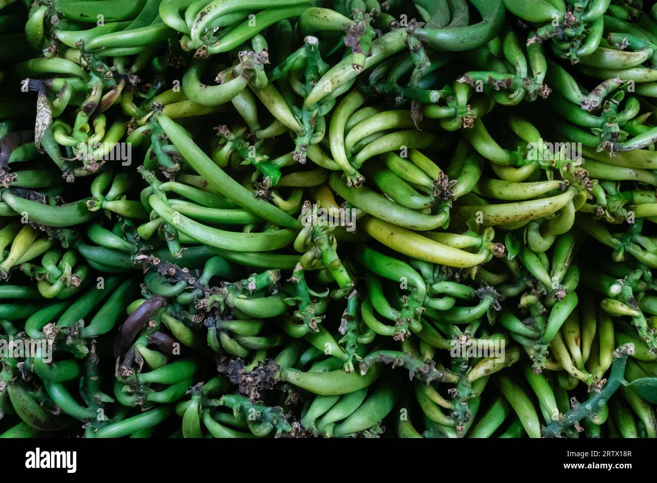Gousses de vanille, Taha'a, Îles de la Société, Polynésie française. Banque D'Images