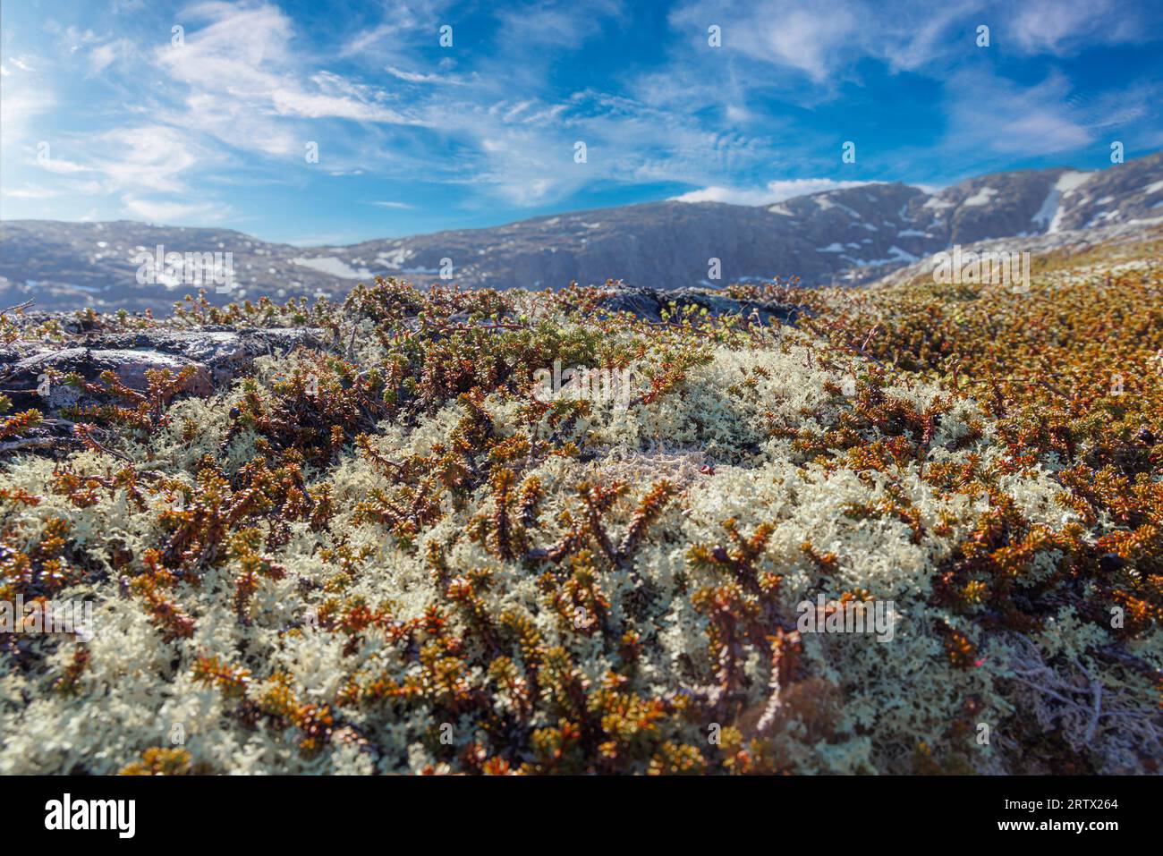 Vue rapprochée de la mousse de lichen de la toundra arctique. Trouvé principalement dans les zones de toundra arctique, toundra alpine, il est extrêmement résistant au froid. Cladonia rangiferina, aussi k Banque D'Images