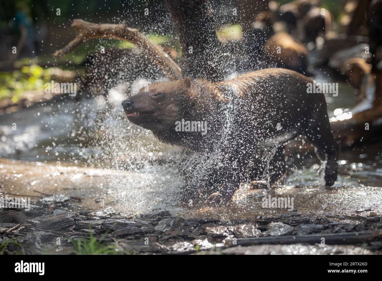 Chien de brousse (Speothos venaticus) dans la nature. Les chiens de brousse sont trouvés du Panama en Amérique centrale, à travers une grande partie de l'Amérique du Sud. Banque D'Images