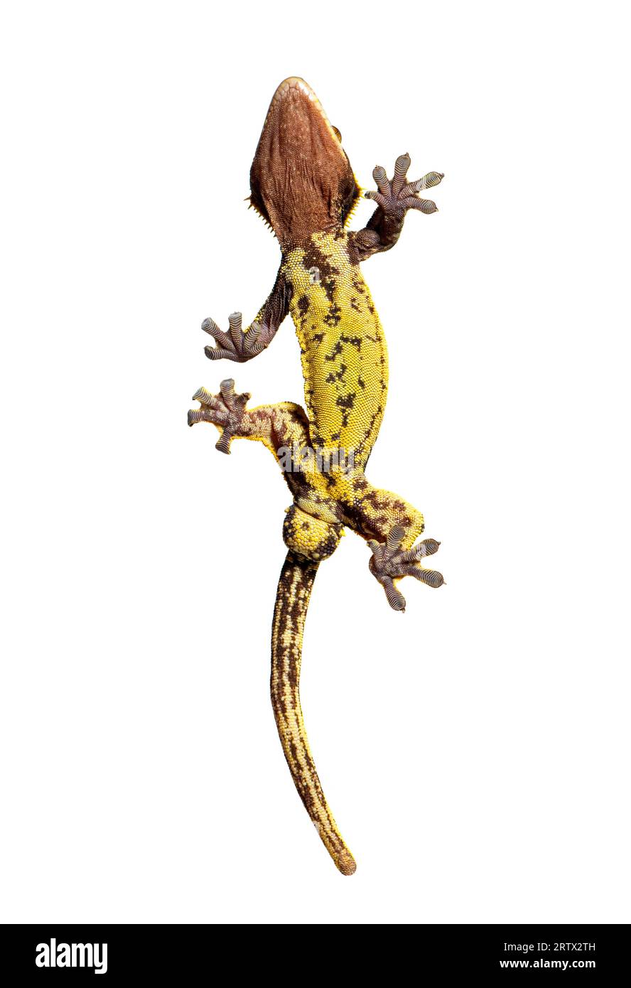 Vue de dessous à travers le verre d'un gecko Crested montrant ses ventouses, Correlophus ciliatus, isolées sur blanc Banque D'Images