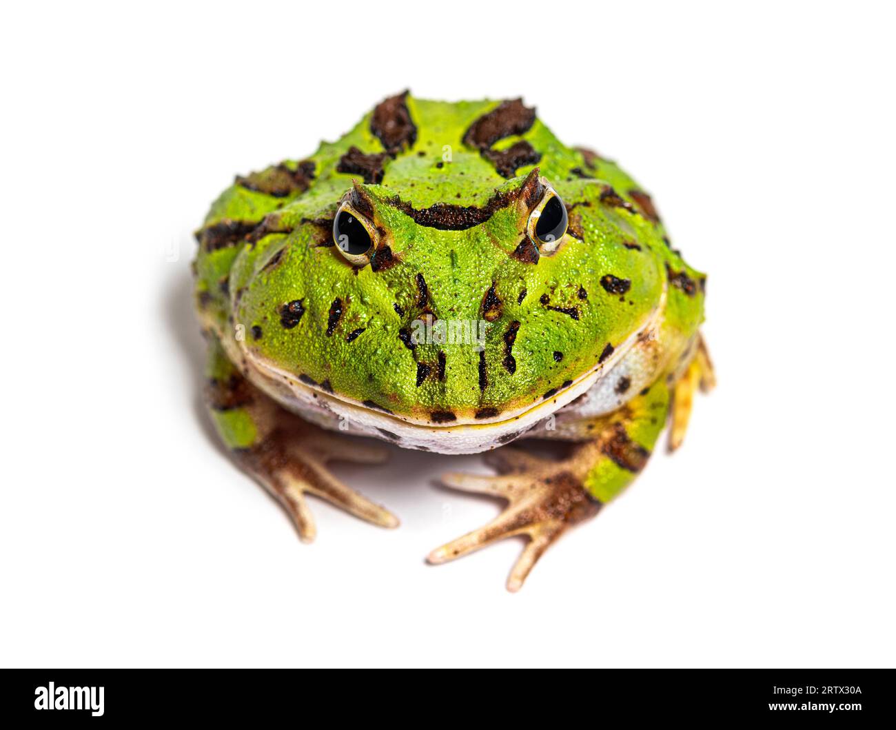 La grenouille à cornes Argentine, Ceratophrys ornata, isolée sur blanc Banque D'Images