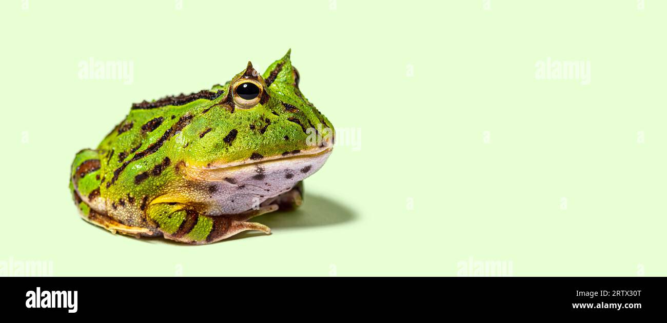 Grenouille à cornes Argentine, Ceratophrys ornata, isolée sur vert Banque D'Images