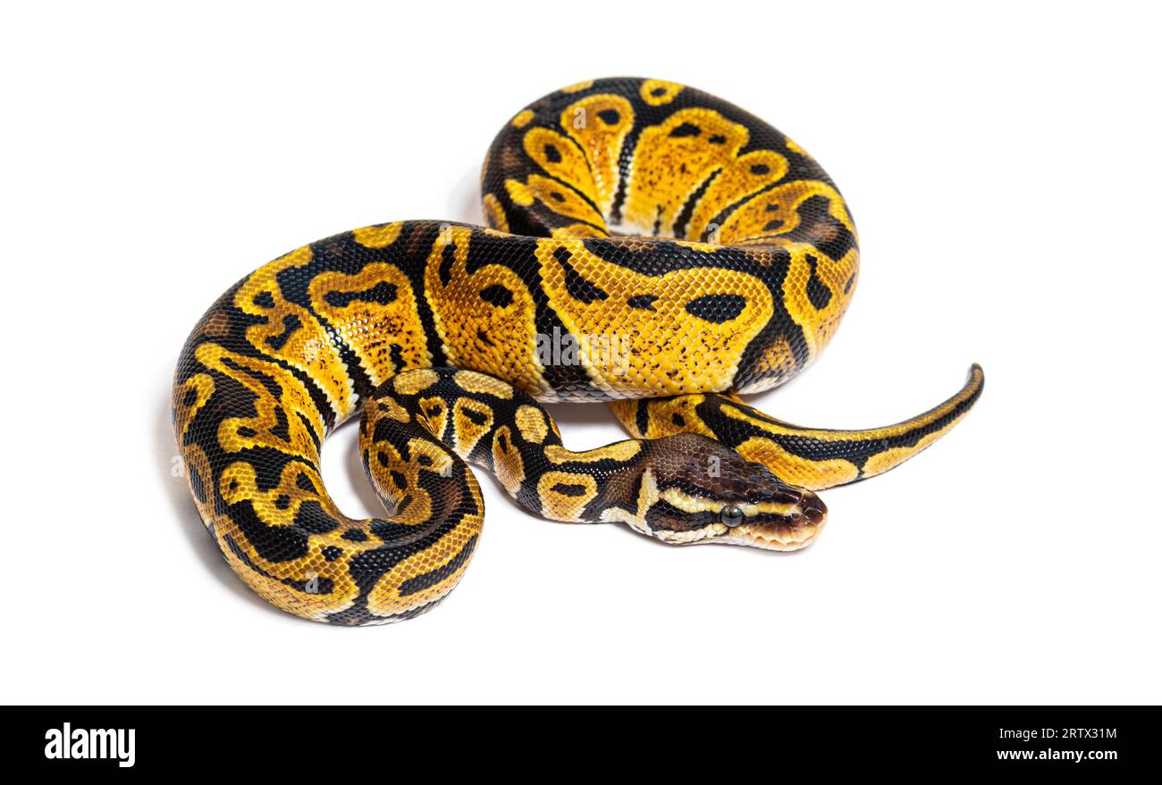 Python pastel, Python Regius, isolé sur blanc Banque D'Images