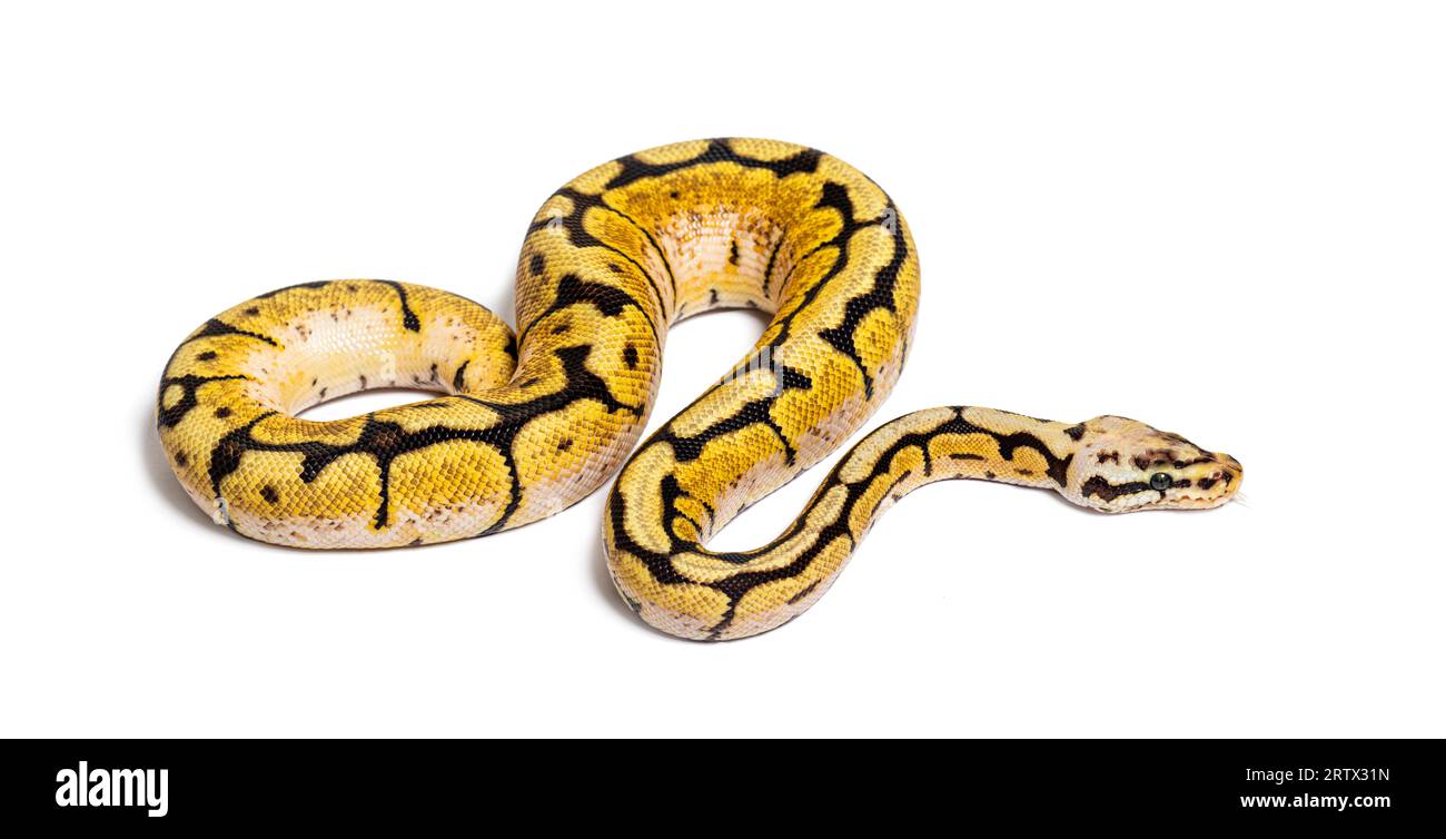 Bumblebee Python Regius, isolé sur blanc Banque D'Images