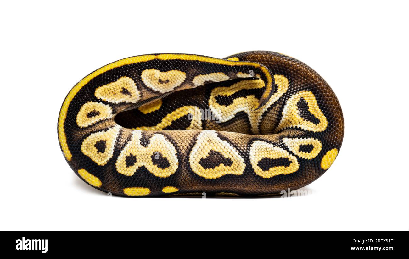 Pastel AVC ball python, Python Regius, isolé sur blanc Banque D'Images
