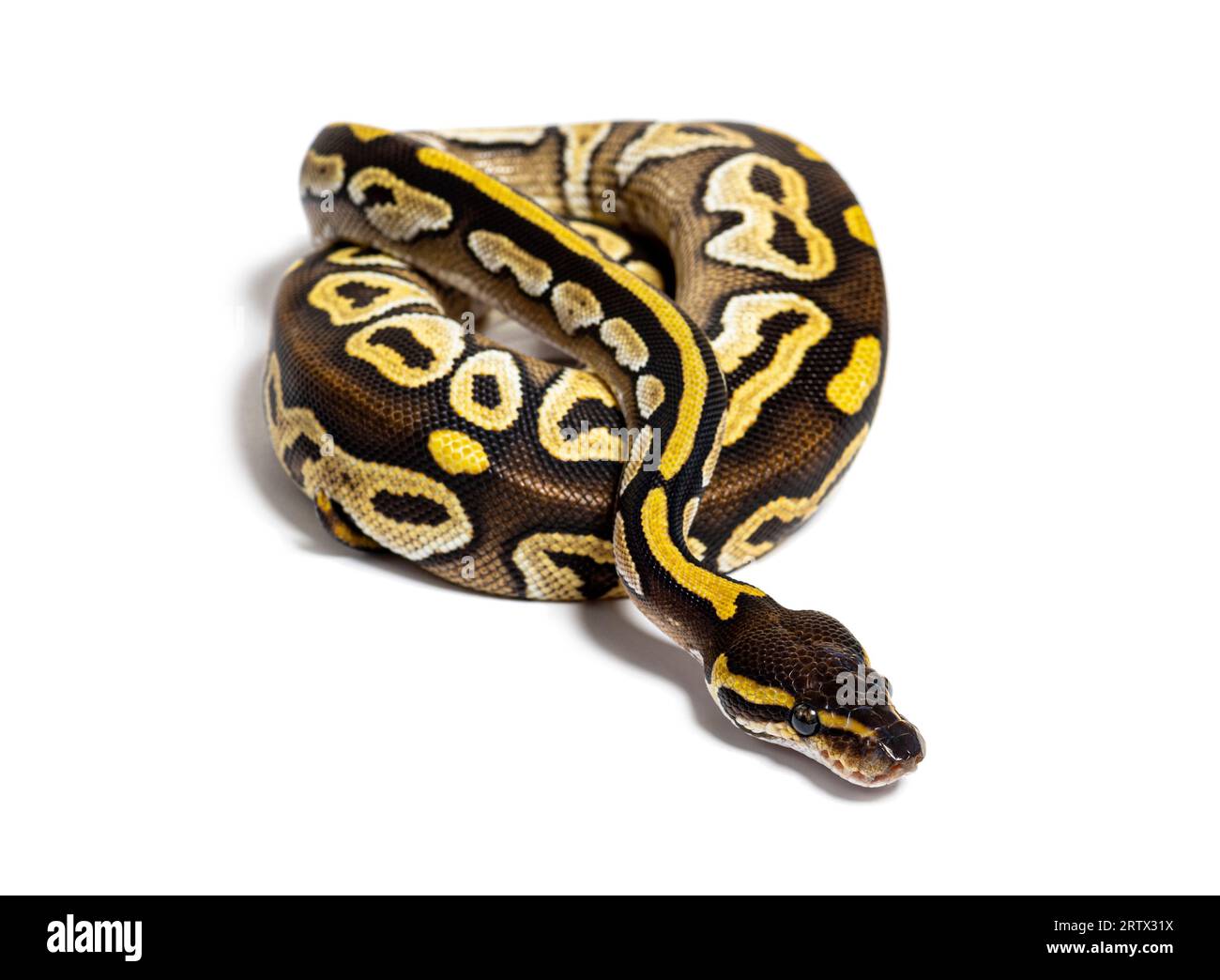 Pastel AVC ball python, Python Regius, isolé sur blanc Banque D'Images