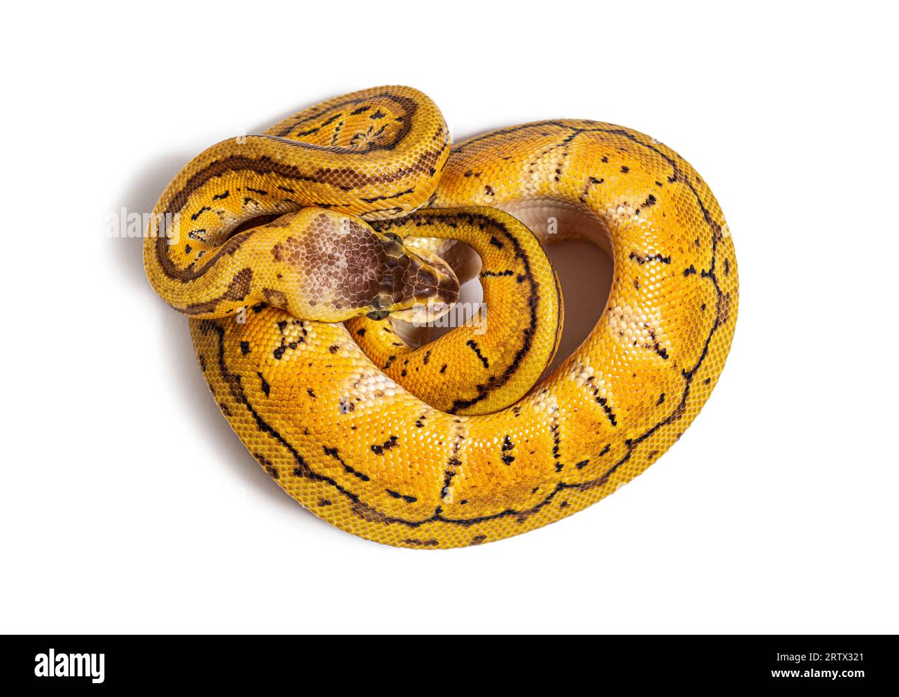 Python de boule de citron, python régius, isolé sur blanc Banque D'Images