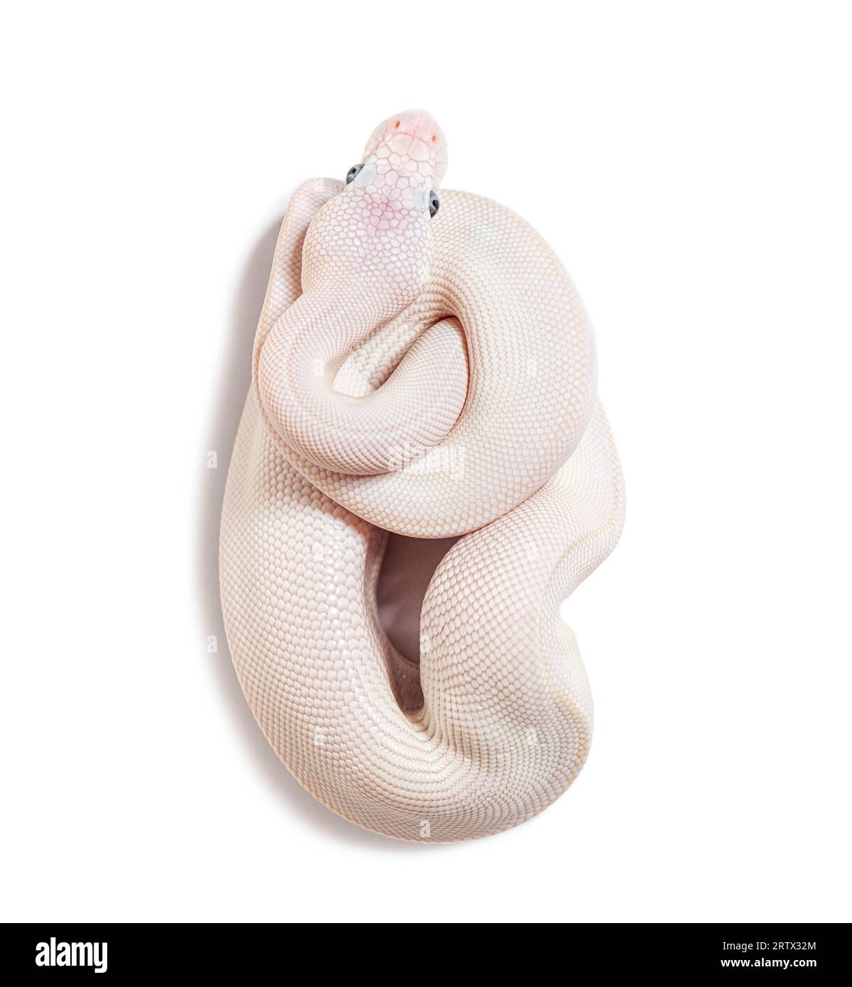 Python bleu lucique Regius, isolé sur blanc Banque D'Images