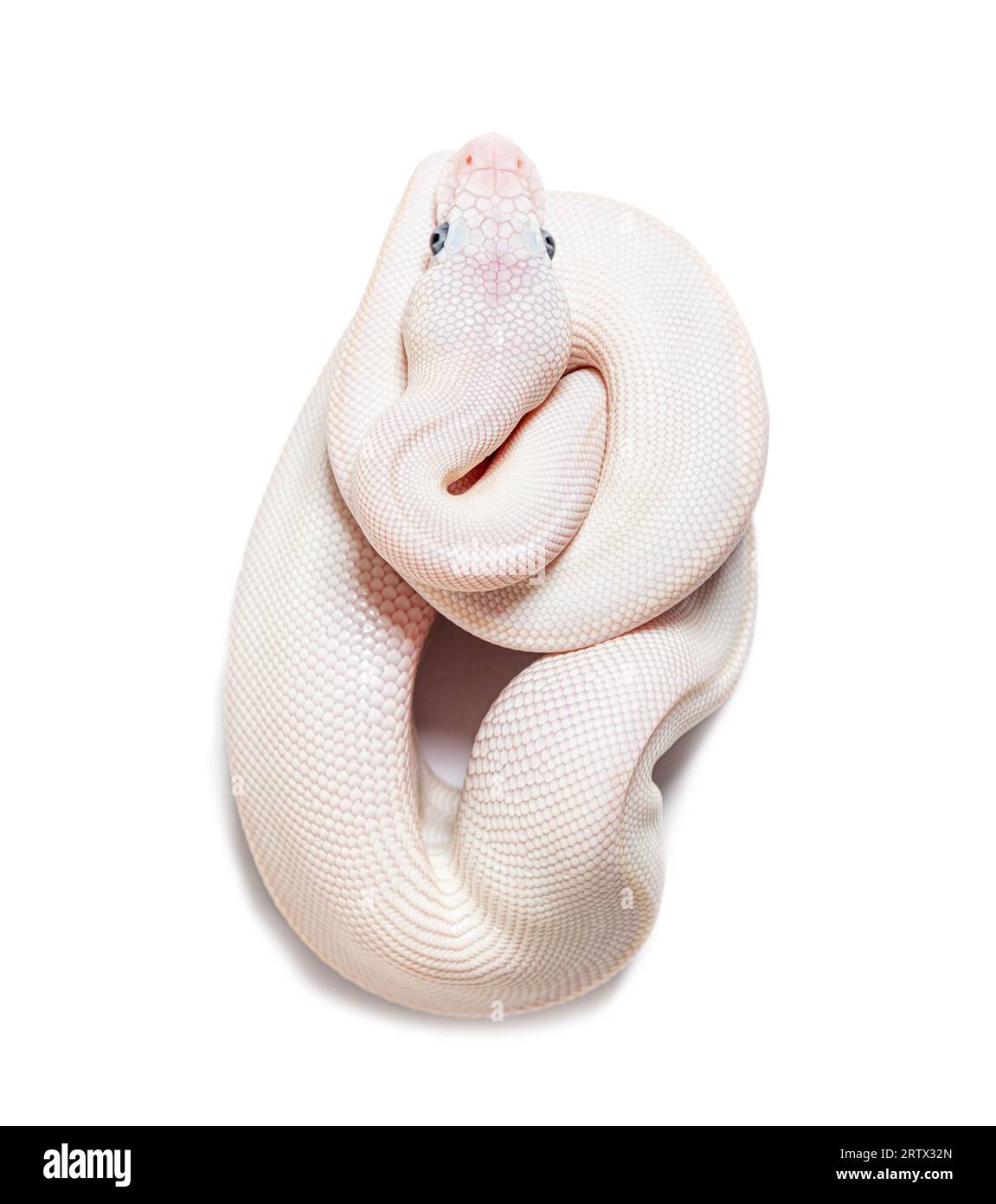 Python bleu lucique Regius, isolé sur blanc Banque D'Images