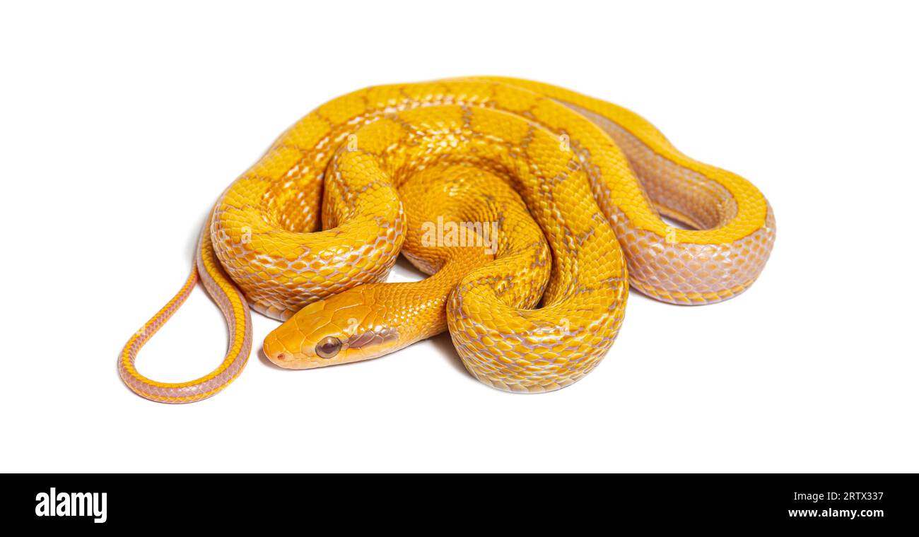 Albinos t+ serpent de rat de beauté, orthriophis taeniura taeniura, isolé sur blanc Banque D'Images