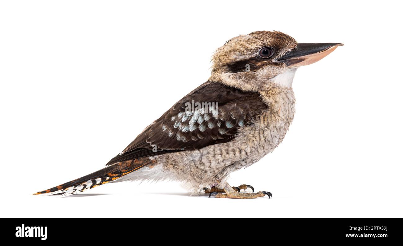 Kingfisher riant kookaburra, Dacelo novaeguineae, isolé sur blanc Banque D'Images
