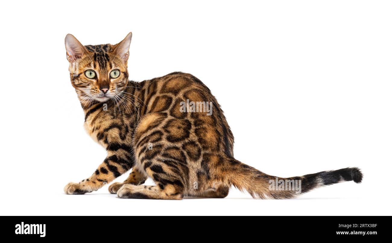 Vue arrière d'un chat Bengal assis et regardant en arrière, isolé sur blanc Banque D'Images