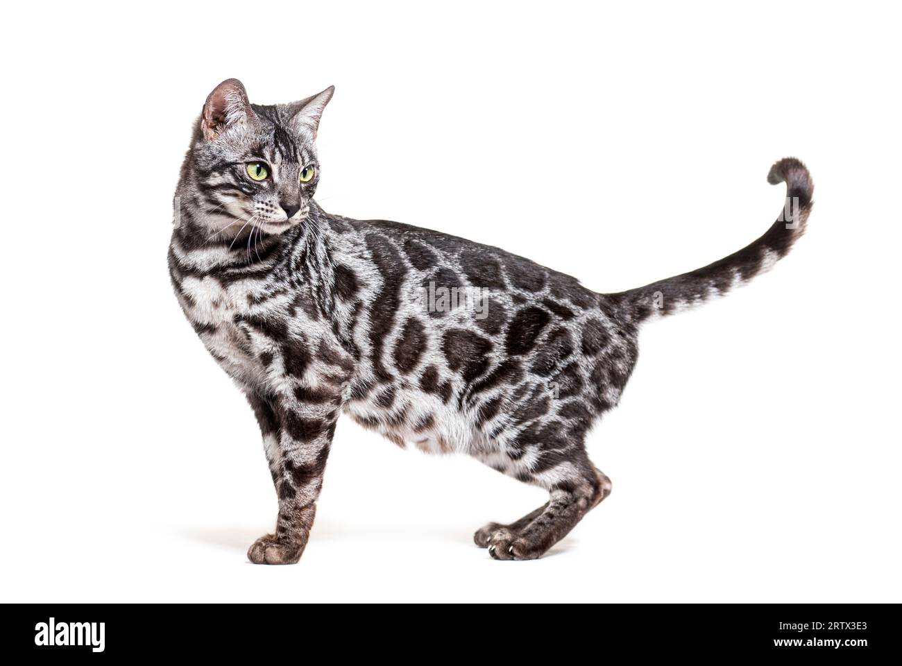 Chat Bengal argenté debout regardant la queue arrière vers le haut, isolé sur blanc Banque D'Images