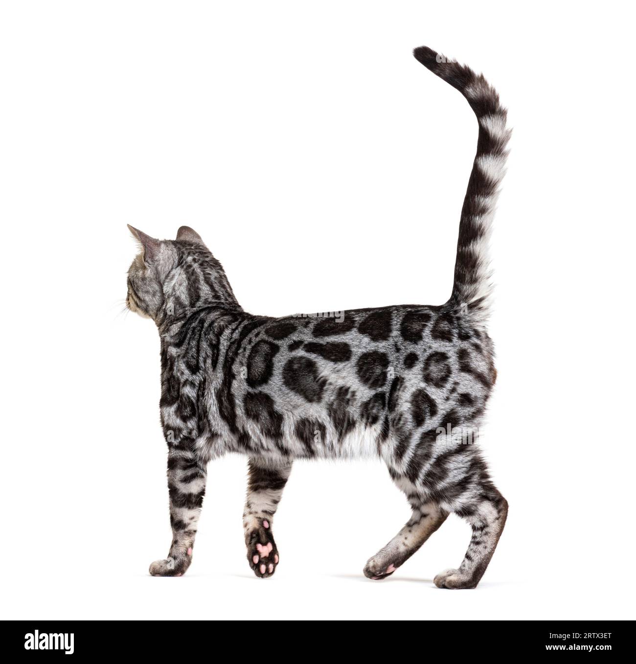 Vue arrière d'un chat bengale argenté marchant loin queue vers le haut, isolé sur blanc Banque D'Images