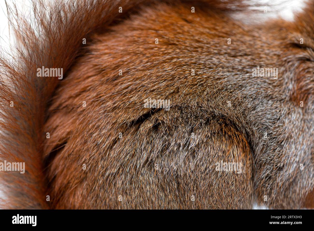 Gros plan d'une fourrure d'écureuil roux eurasien, sciurus vulgaris, âgé d'un an, isolé sur blanc Banque D'Images
