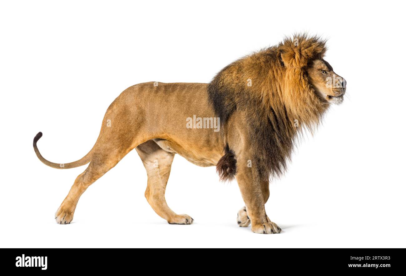 vue latérale d'un lion adulte mâle regardant fièrement devant Banque D'Images