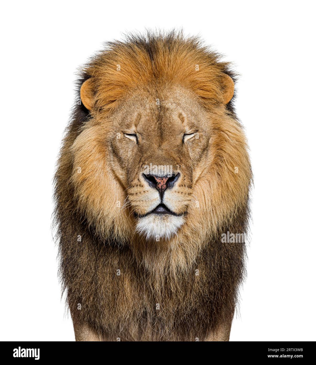 Portrait d'un lion mâle adulte face à la caméra, les yeux fermés, Panthera leo, isolé sur blanc Banque D'Images