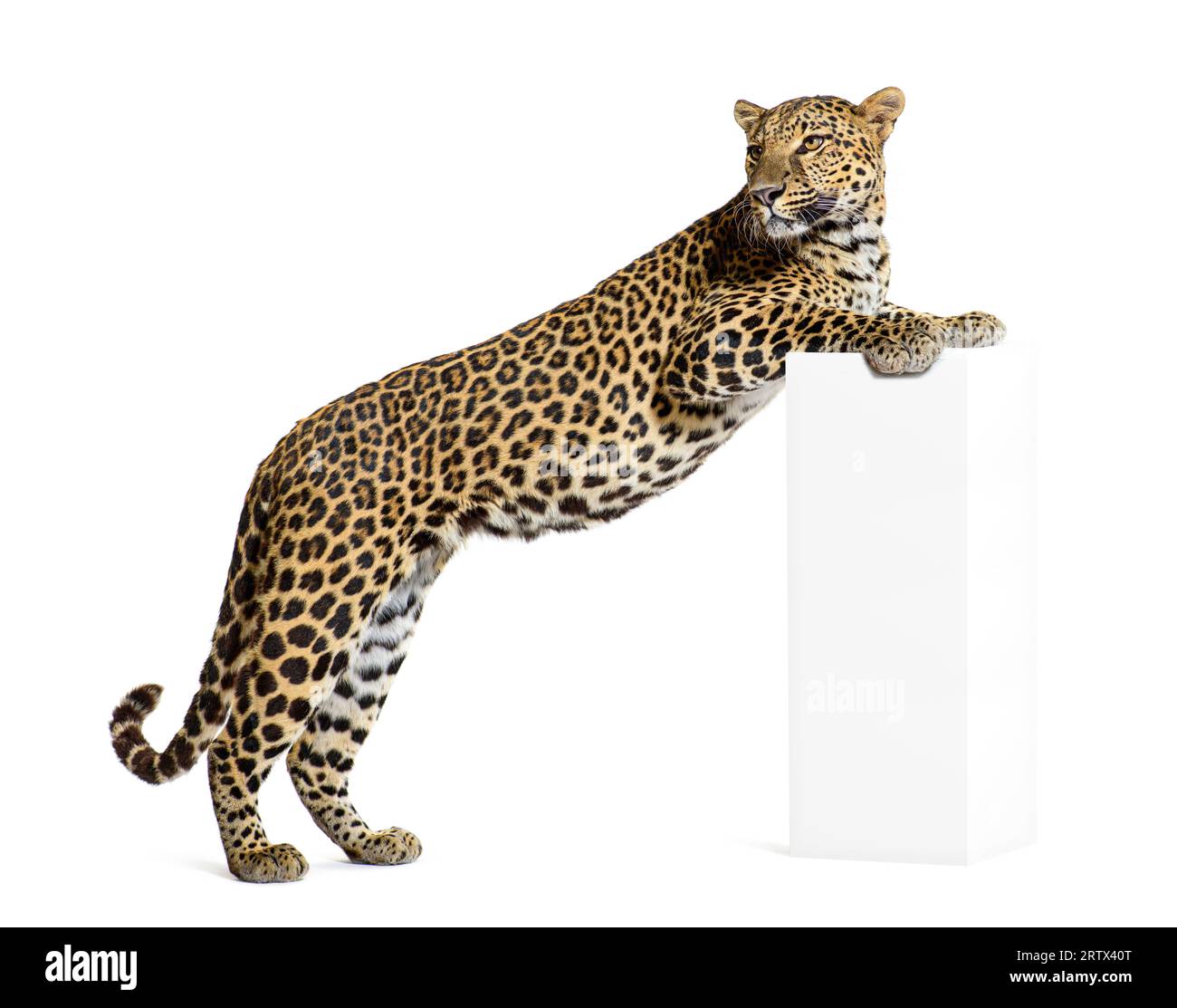Vue latérale d'un léopard debout avec ses pattes avant sur une base Panthera pardus, isolé sur blanc Banque D'Images