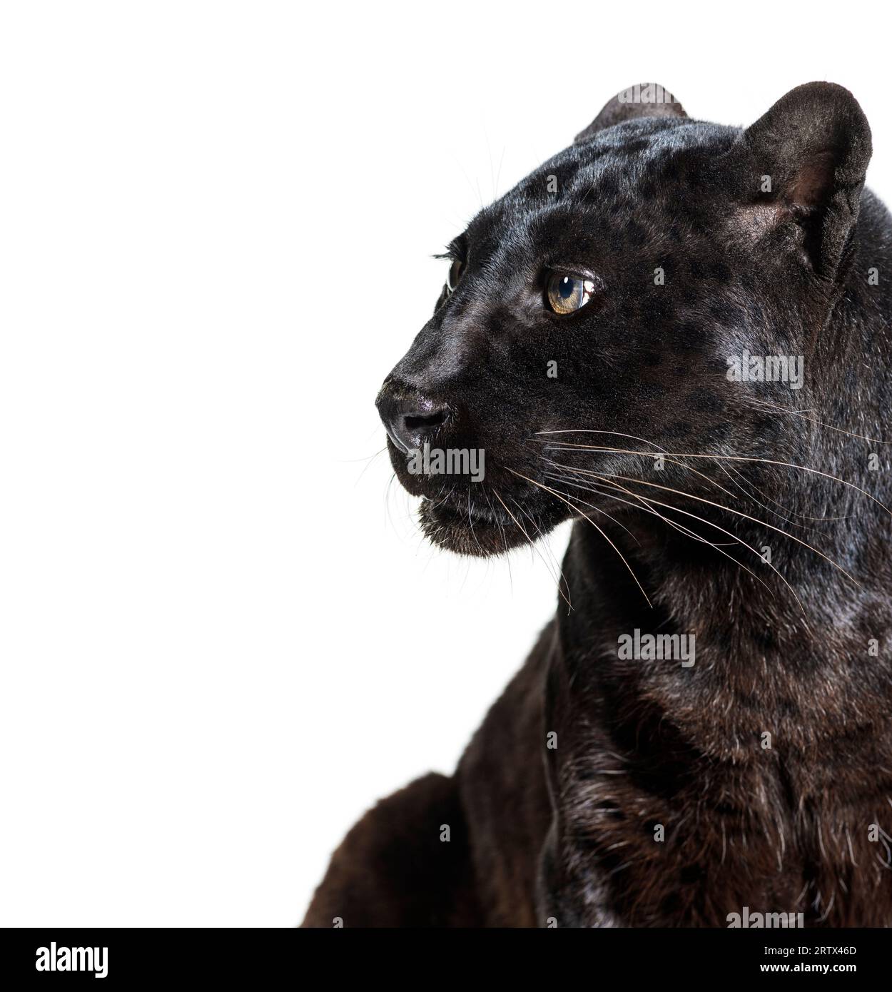 Plan de tête d'une panthère noire regardant loin, profil, Panthera pardus, isolé sur blanc Banque D'Images