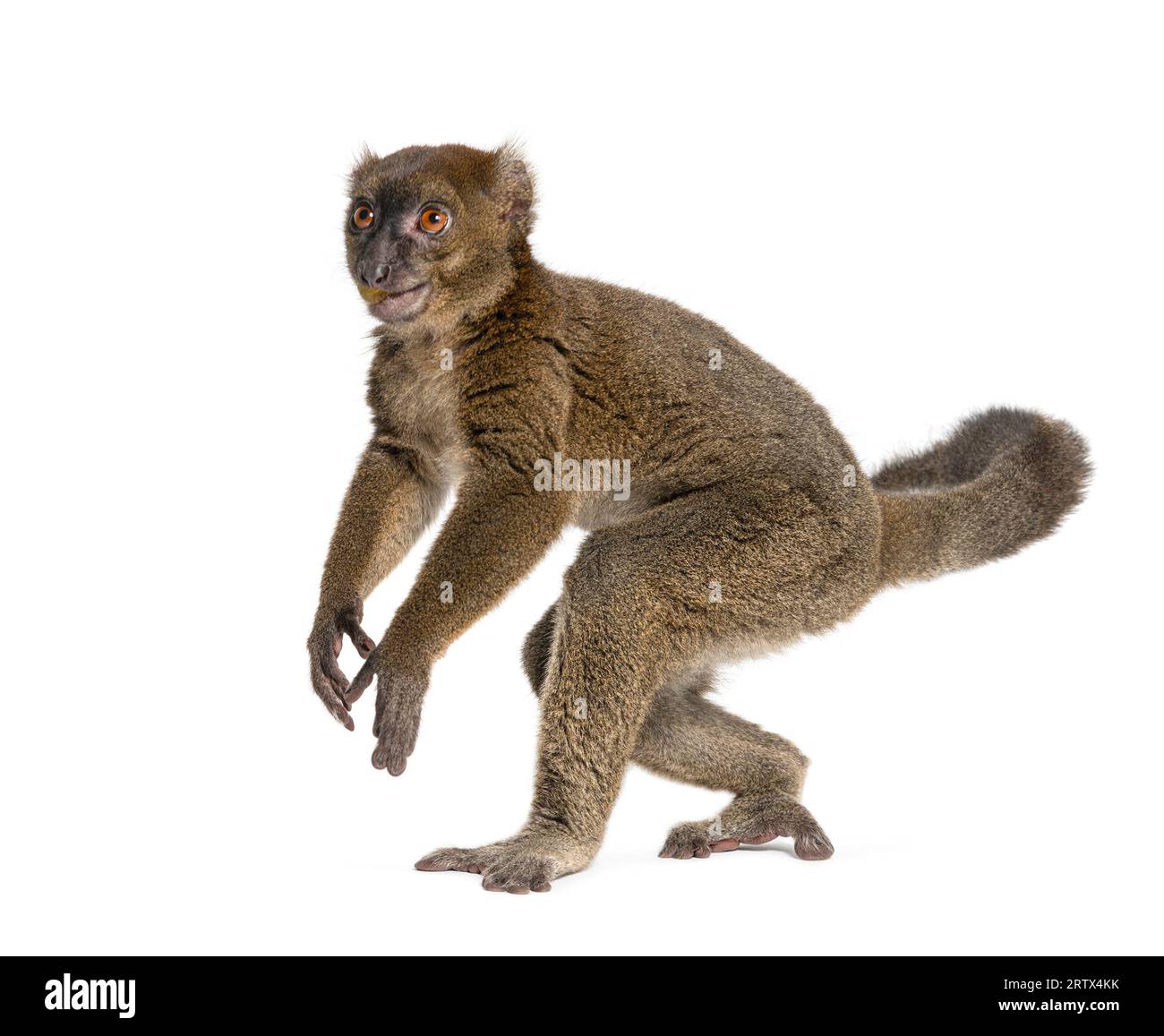 Debout plus grand lémurien de bambou marchant sur ses pattes arrière, Prolemur simus, isolé sur blanc Banque D'Images