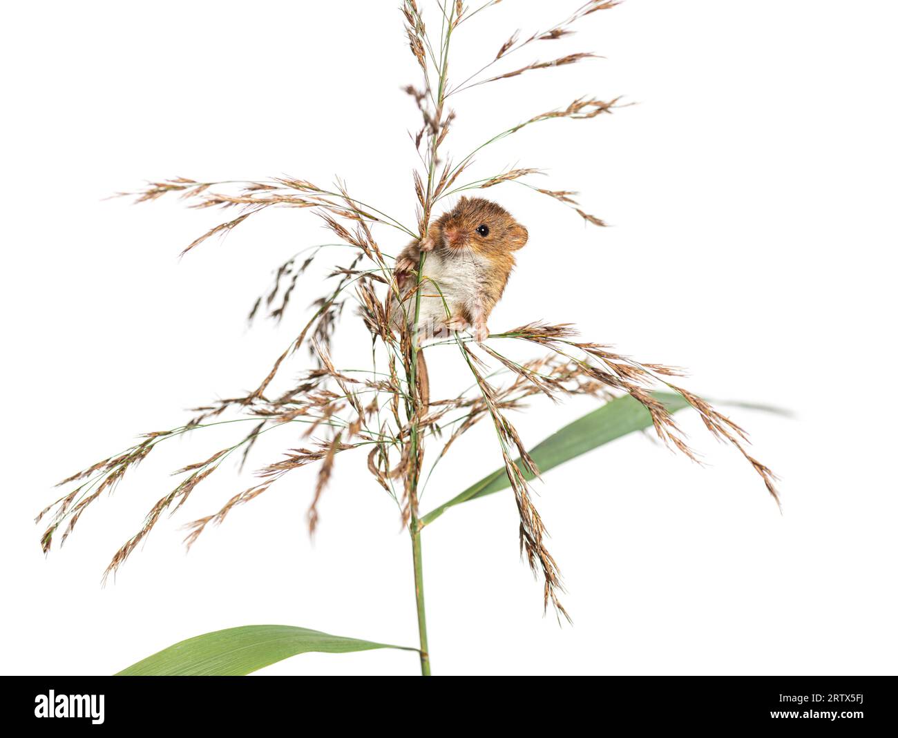 Récolte de souris, Micromys minutus, escalade, tenue et équilibre sur de hautes herbes, isolé sur blanc Banque D'Images