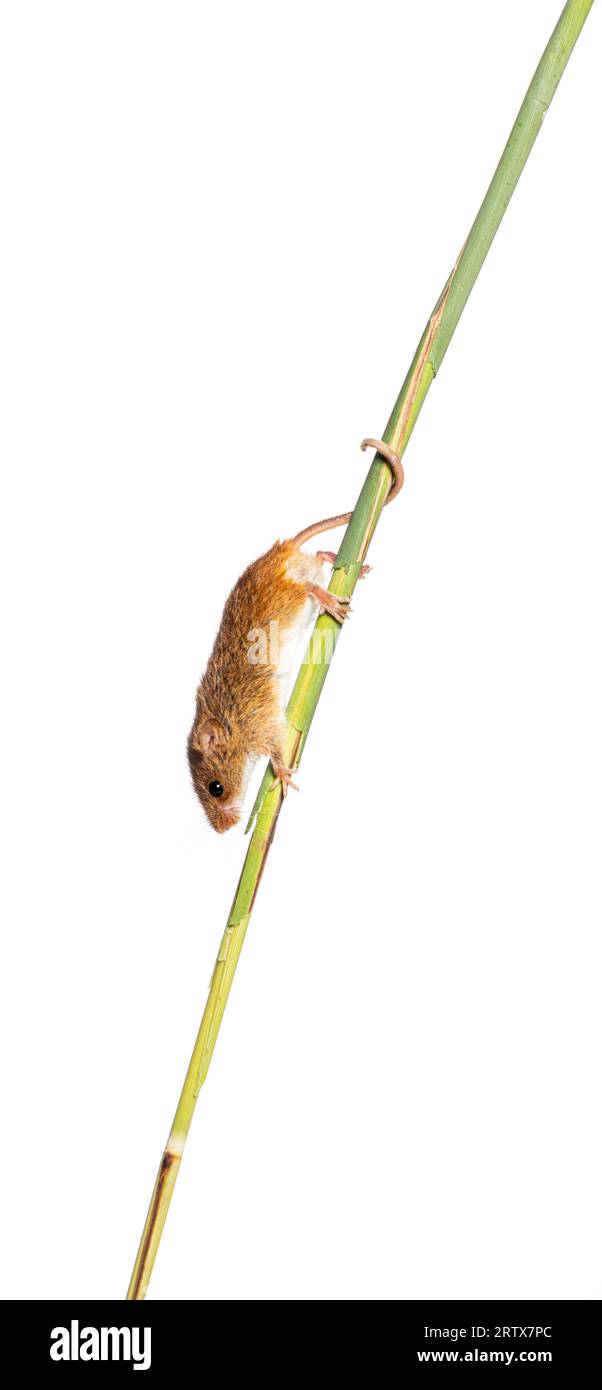 Récolte de souris, Micromys minutus, grimpant tenant et équilibrant avec sa queue sur de hautes herbes, isolé sur blanc Banque D'Images