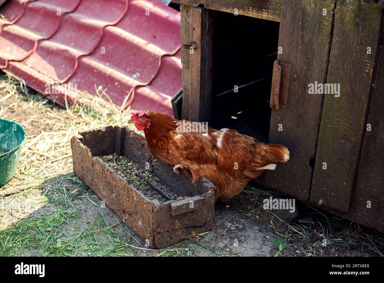 Poulets à la ferme par une journée ensoleillée. Le poulet mange du grain dans une mangeoire. Banque D'Images