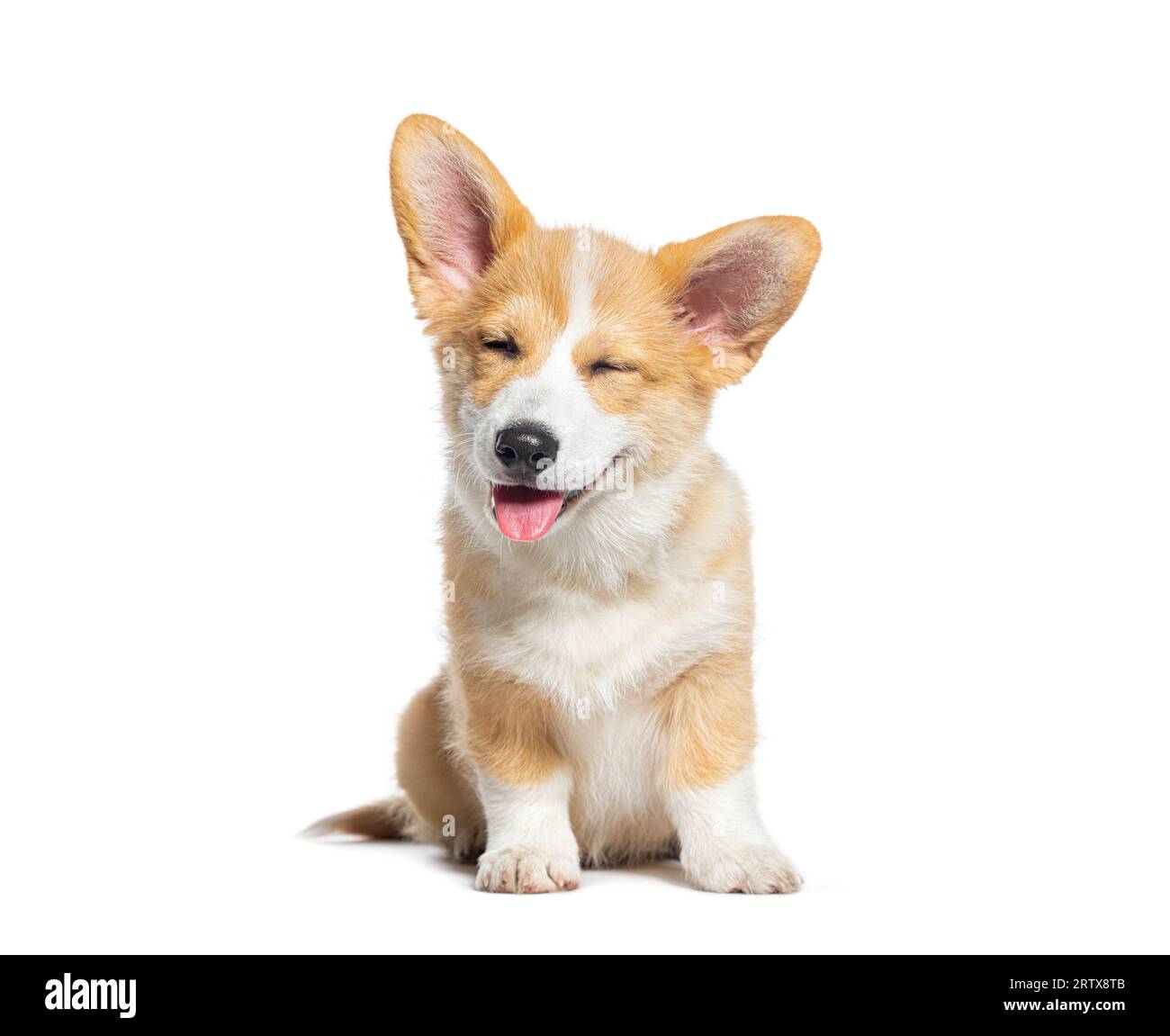 Happy Puppy yeux fermés, isolés sur blanc Banque D'Images