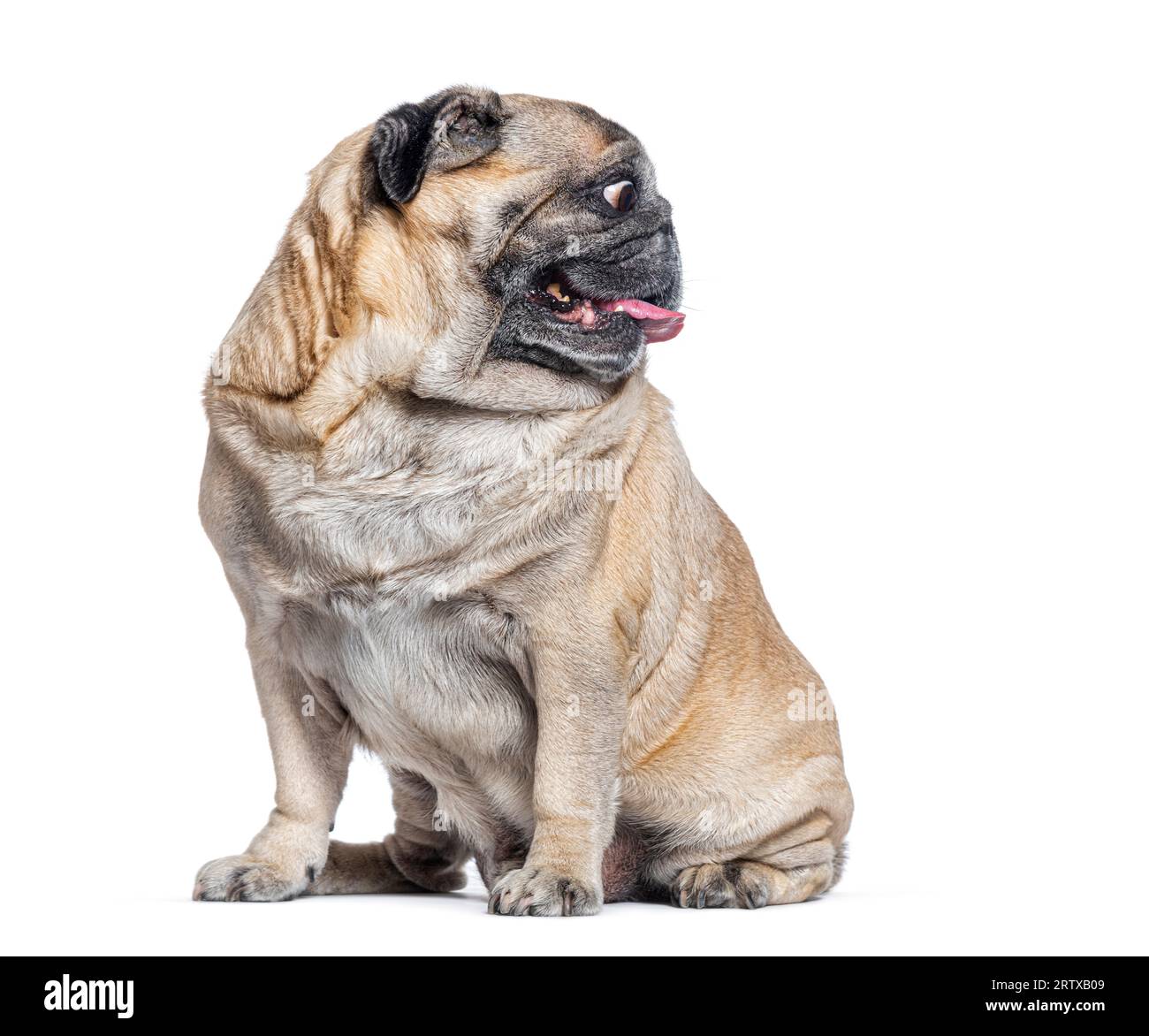 Chien Pug de sept ans assis et regardant loin sur sa gauche, tête de profil parfait, isolé sur blanc Banque D'Images