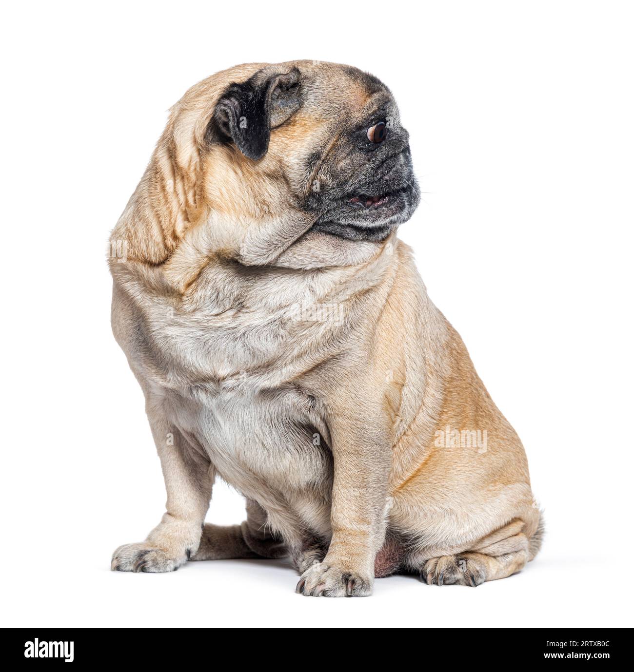 Chien Pug de sept ans assis et regardant loin sur sa gauche, tête de profil parfait, isolé sur blanc Banque D'Images