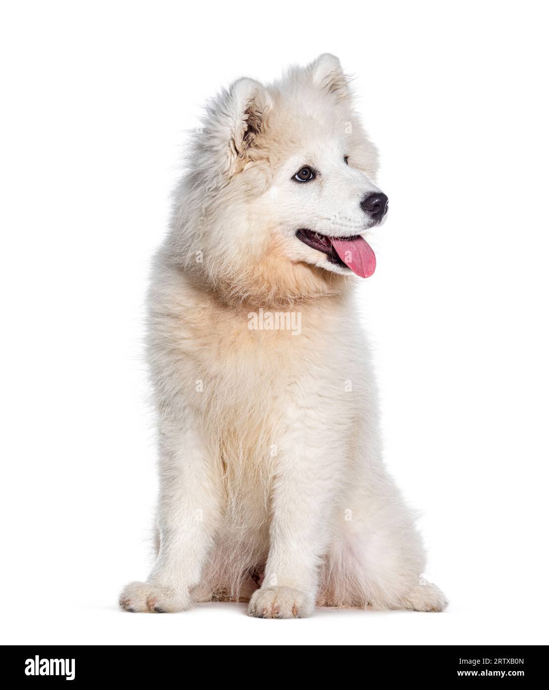 Panting Puppy quatre mois chien Samoyed, assis isolé sur blanc Banque D'Images