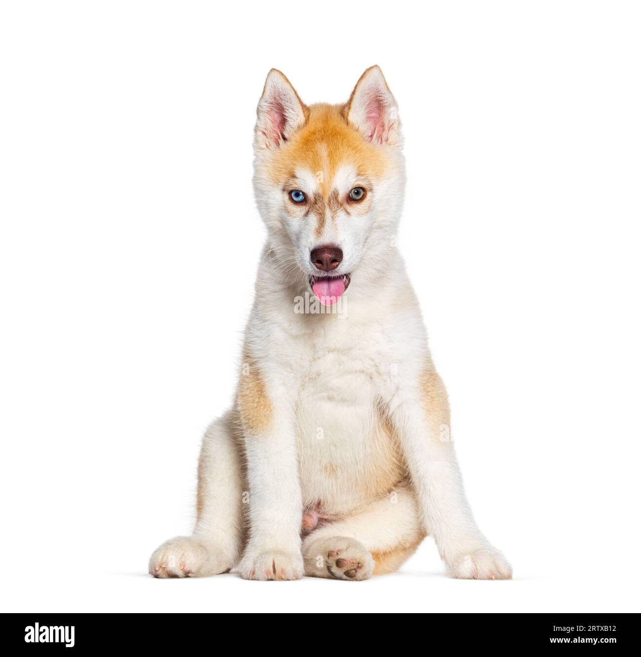 Rouge trois mois Puppy Husky chien haletant bouche ouverte face à la caméra, isolé sur blanc Banque D'Images