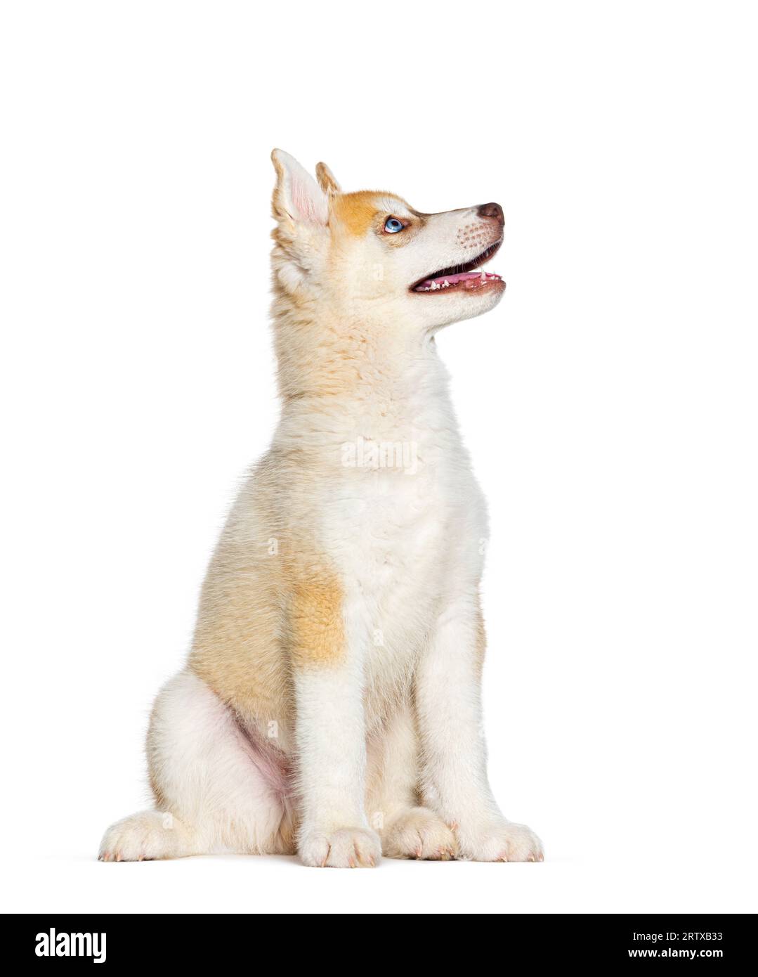 Rouge trois mois chiot Husky bouche de chien ouverte regardant vers le haut, isolé sur blanc Banque D'Images
