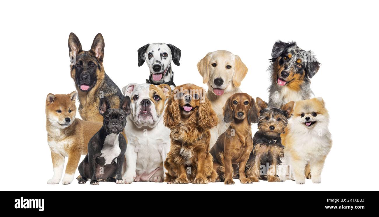 Groupe de chiens de différentes tailles et races regardant la caméra, certains mignons, haletant ou heureux, dans une rangée, isolé sur blanc Banque D'Images