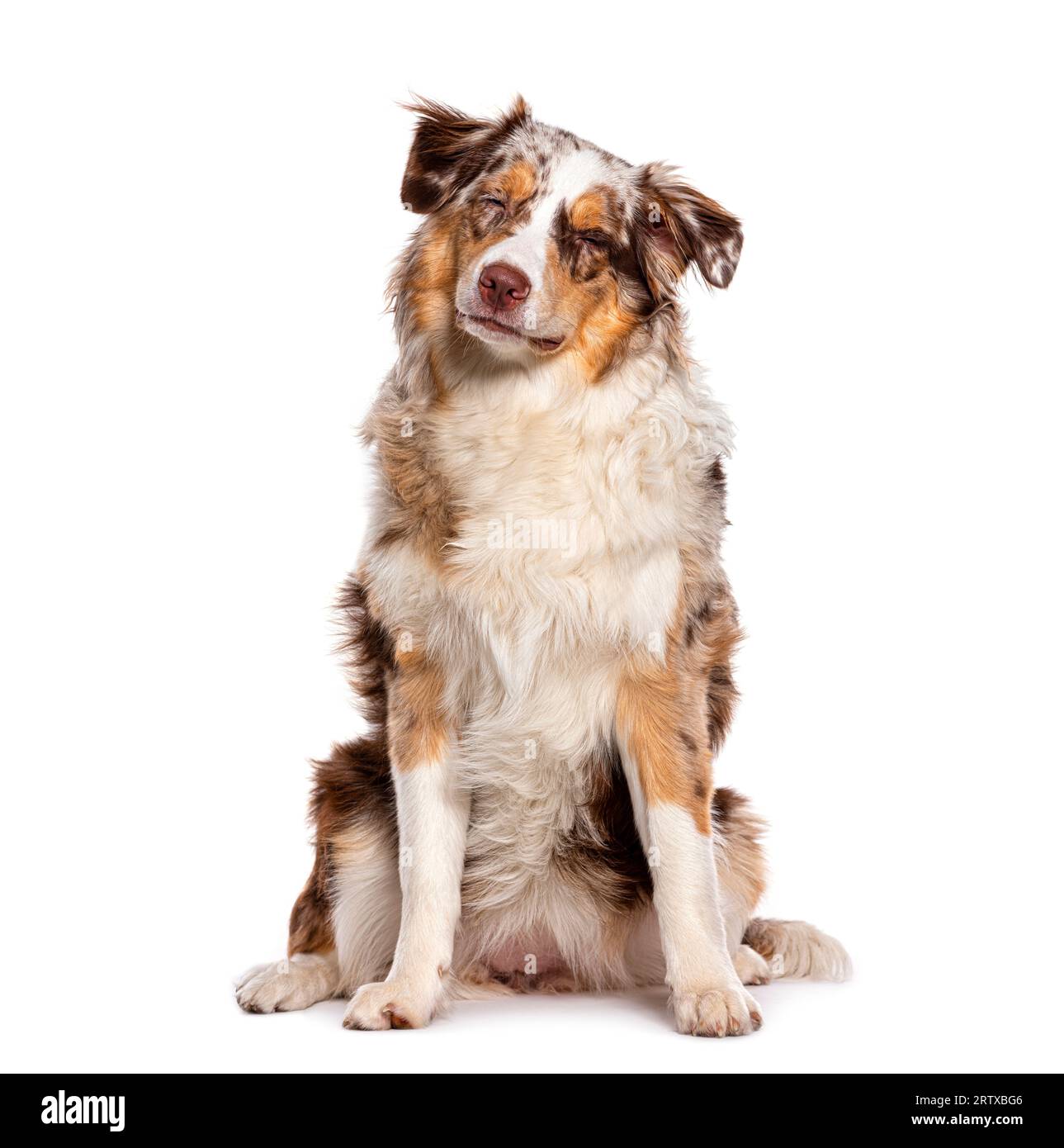 Yeux fermés, assis rouge merle Young Australian Shepherd, isolé sur blanc Banque D'Images