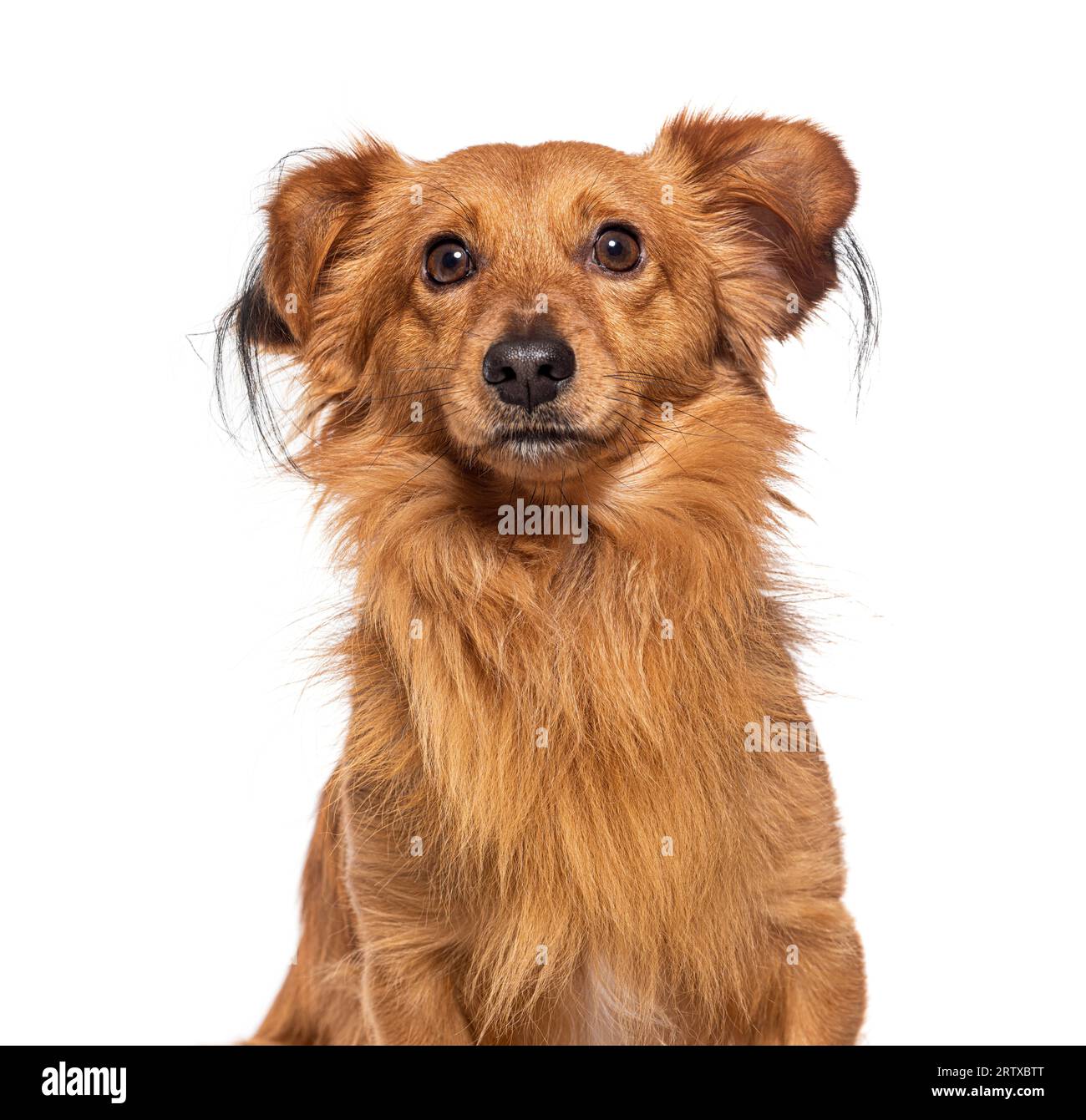 Chien de race mixte chihuahua avec spitz, isolé sur blanc Banque D'Images