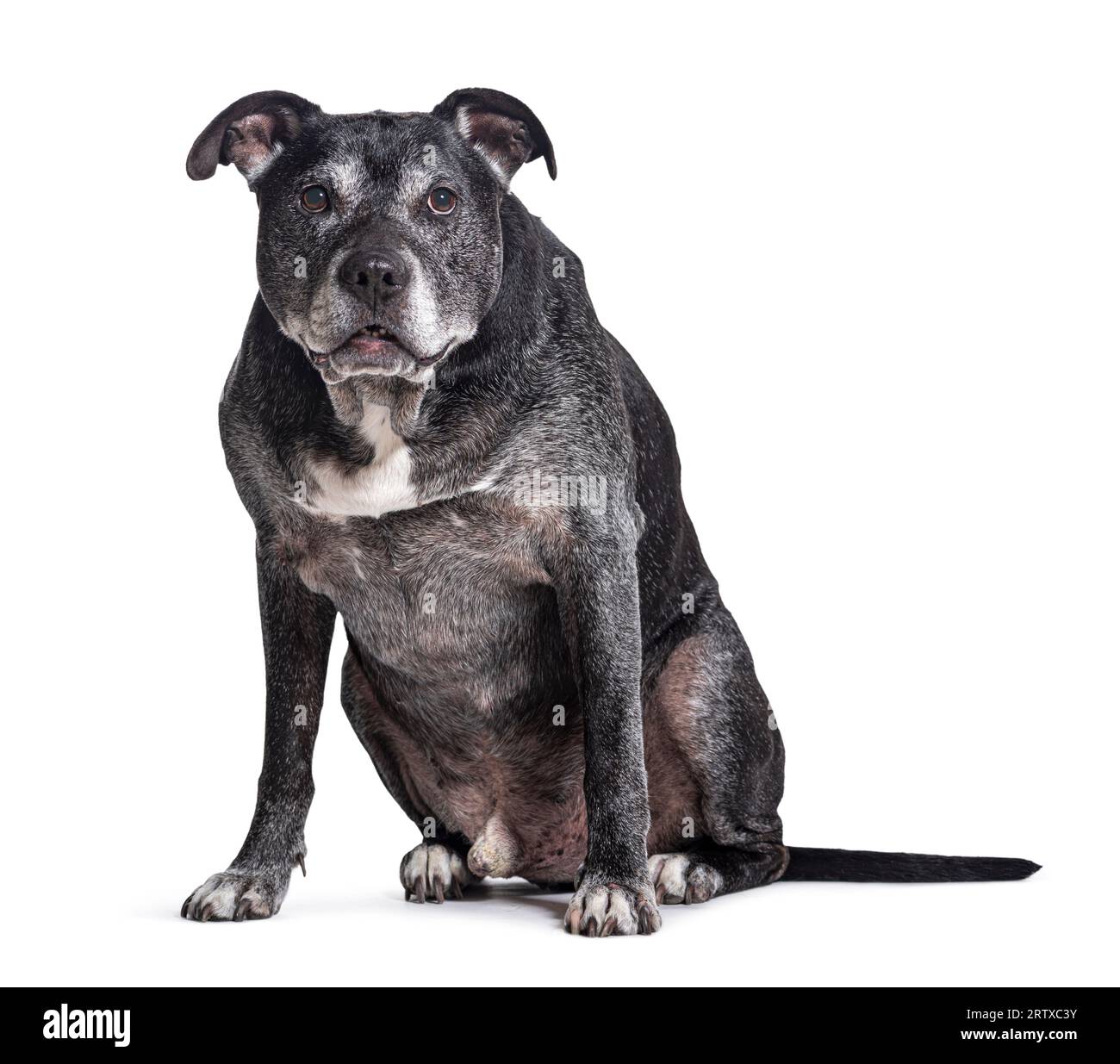 Vieux chien gris du personnel américain, isolé sur blanc Banque D'Images