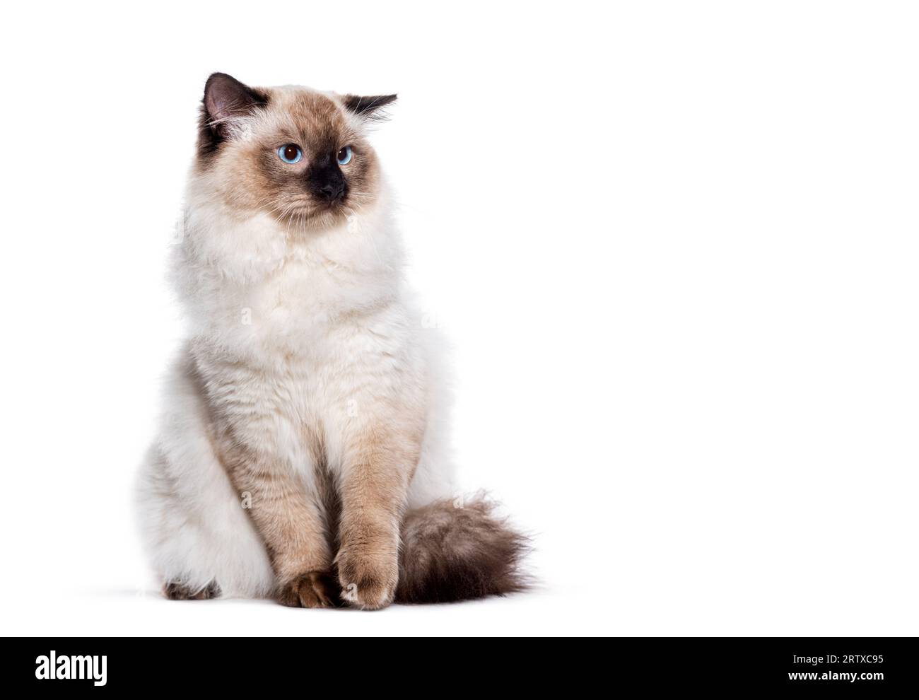 Malheureux Seal point ragdoll chat bleu Eyed regardant loin de la zone de l'espace de copie, isolé sur blanc Banque D'Images